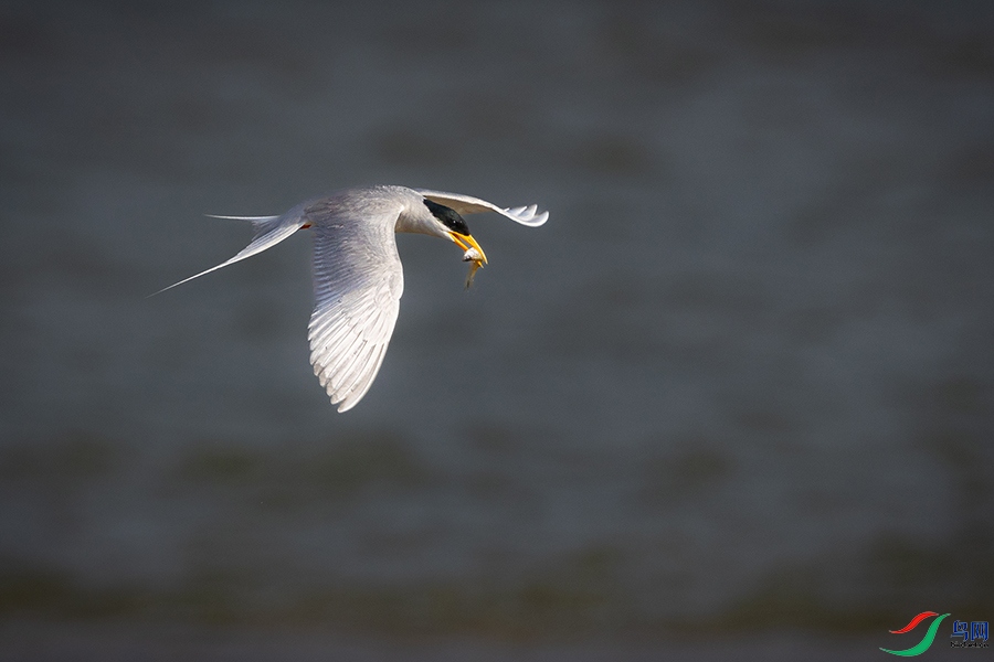 0R5A1733 ����.jpg