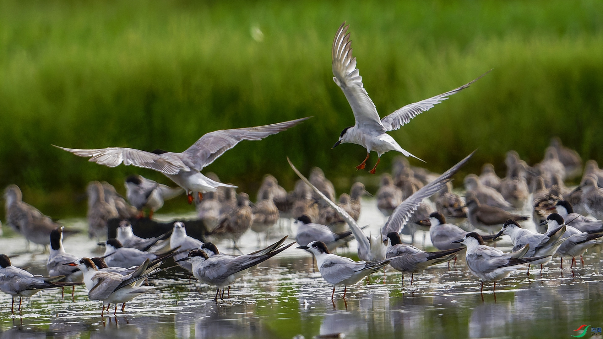 _DSC1657-NEF_DxO_DeepPRIME ����.jpg