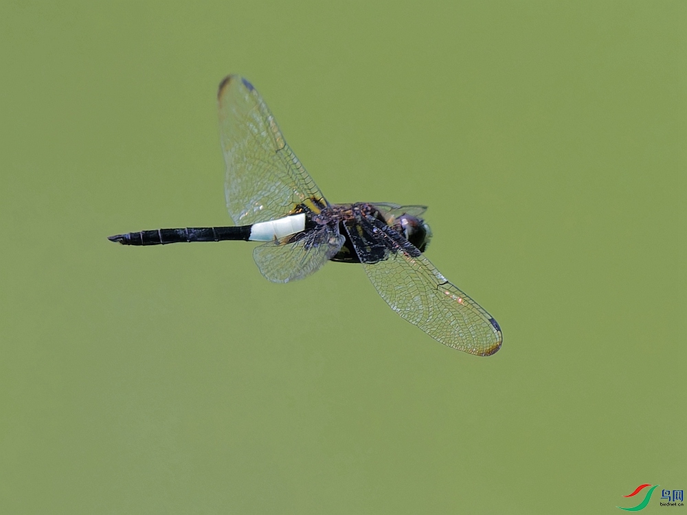 P8190915_DxO - ����.jpg