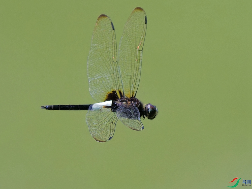 P8190916_DxO - ����.jpg