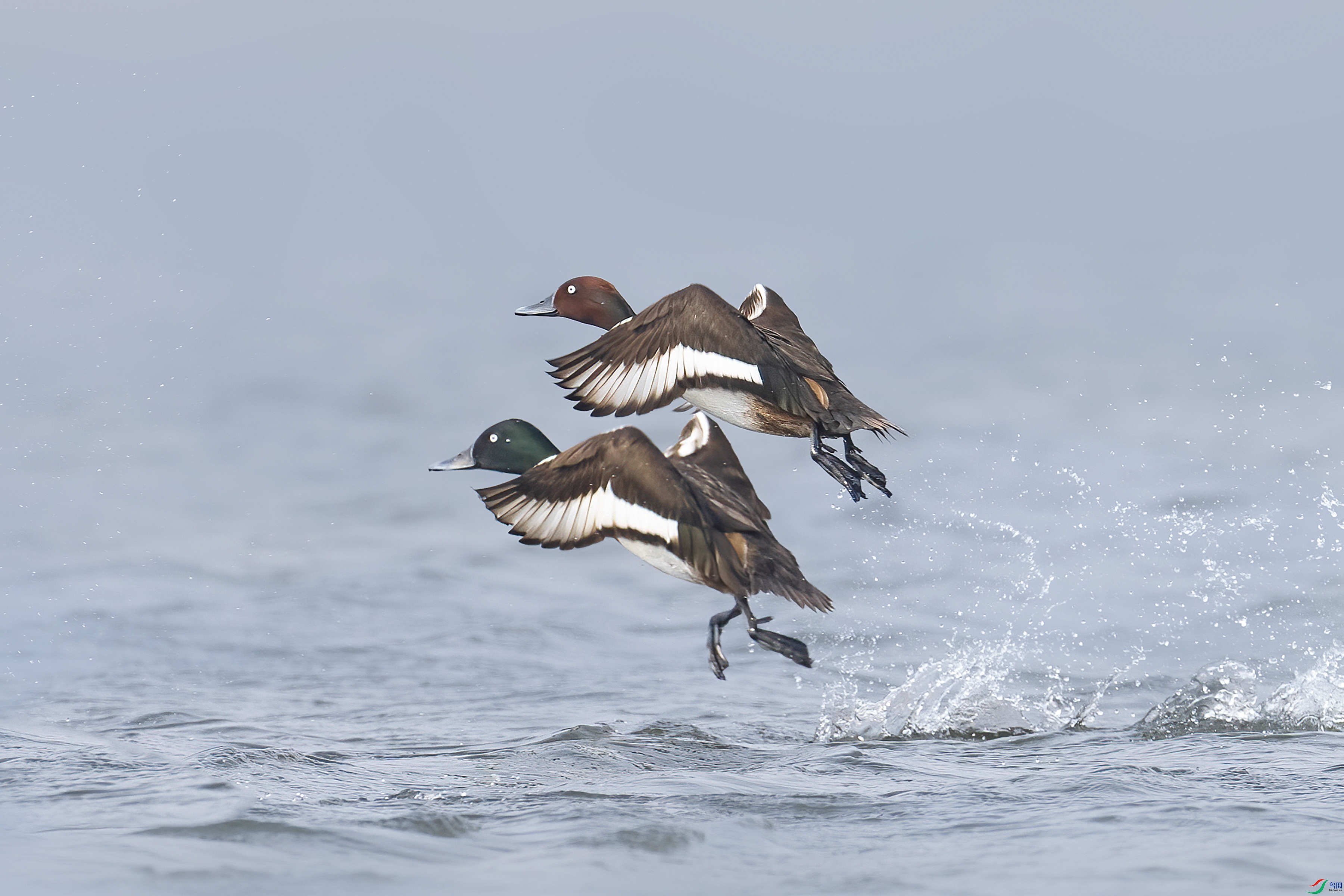 DSC08242 ����.jpg