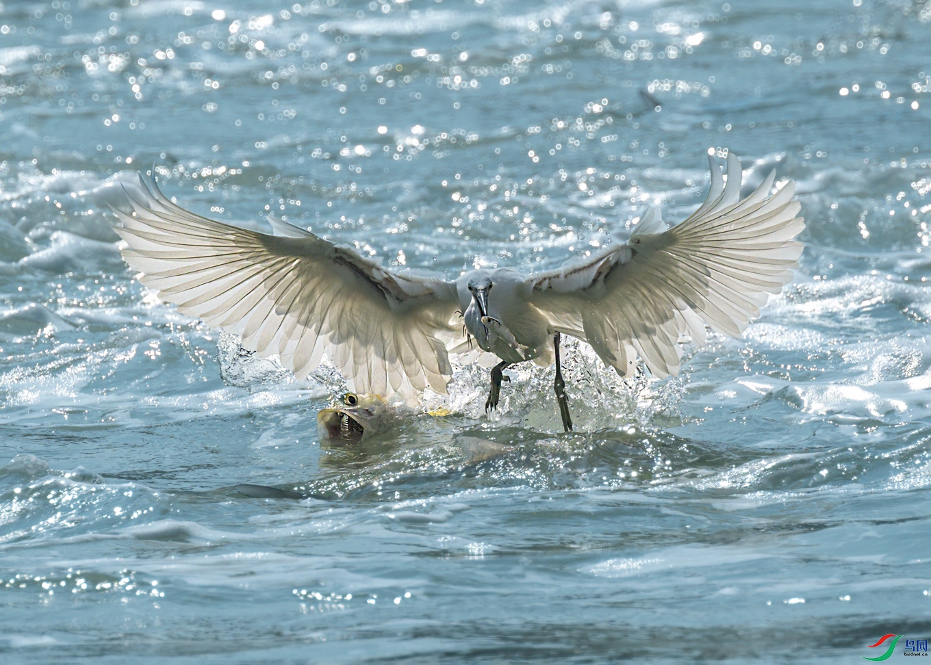 DSC_4954.jpg