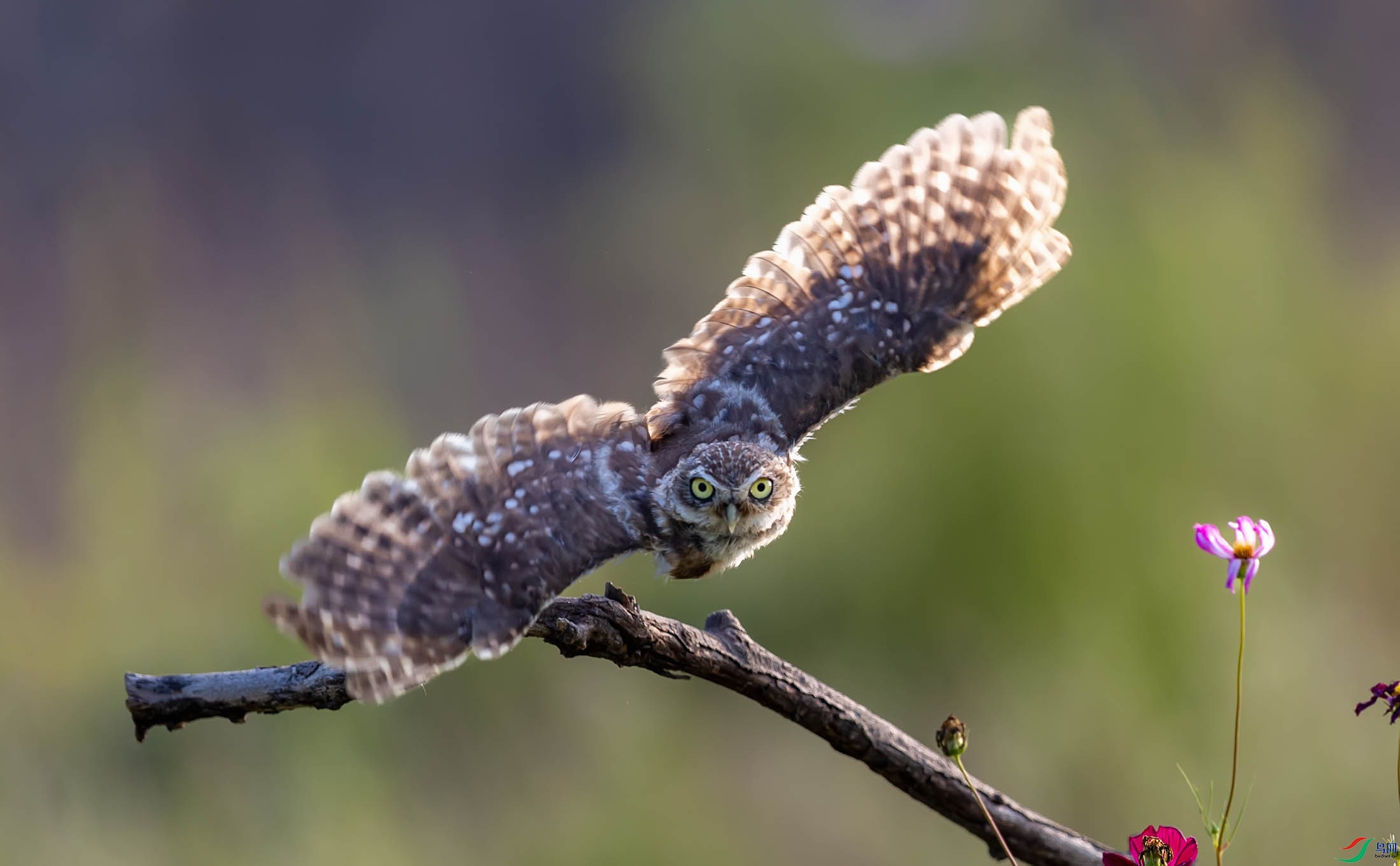 ���Ƹ�С�^