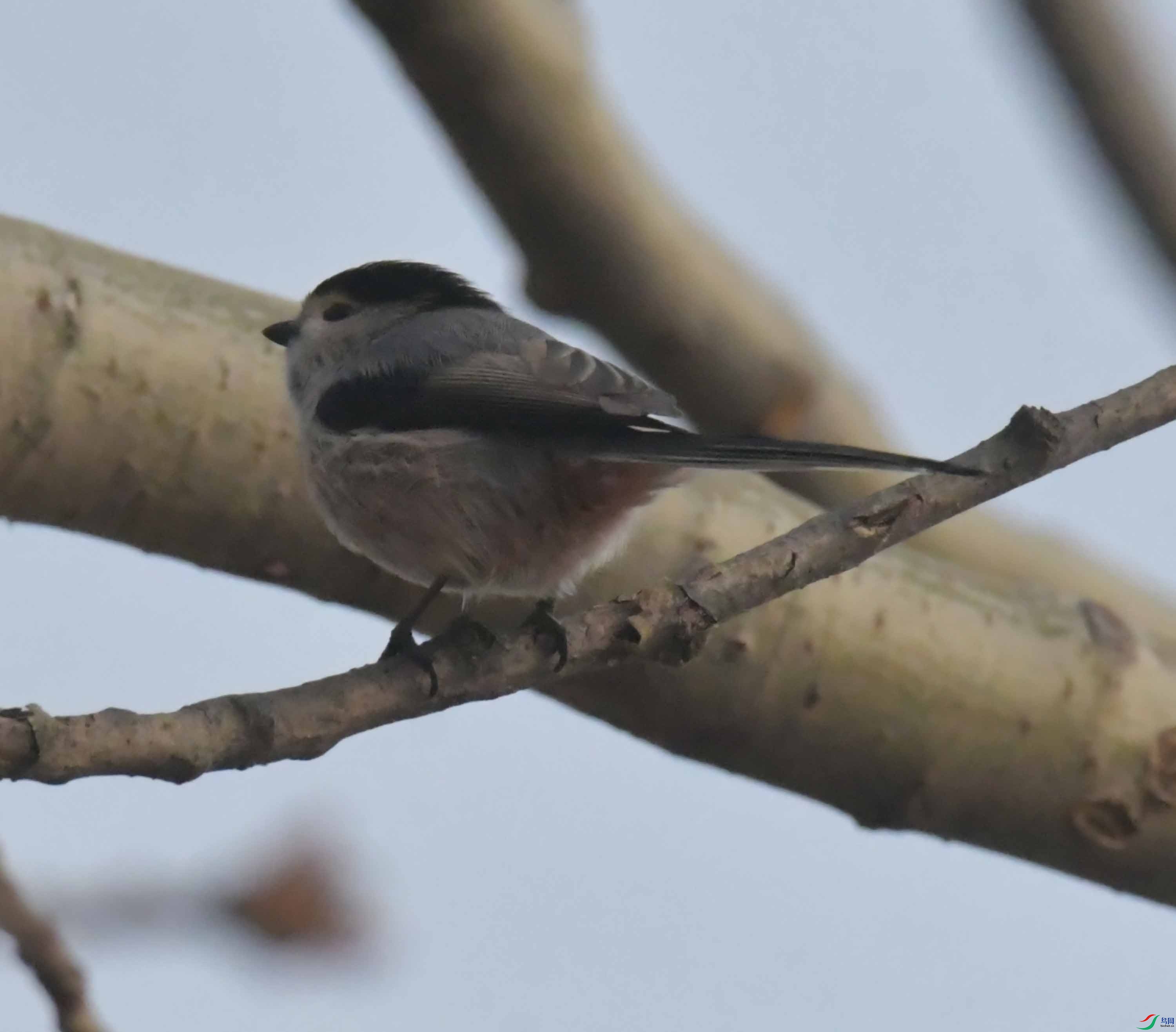 DSC_1955.JPG