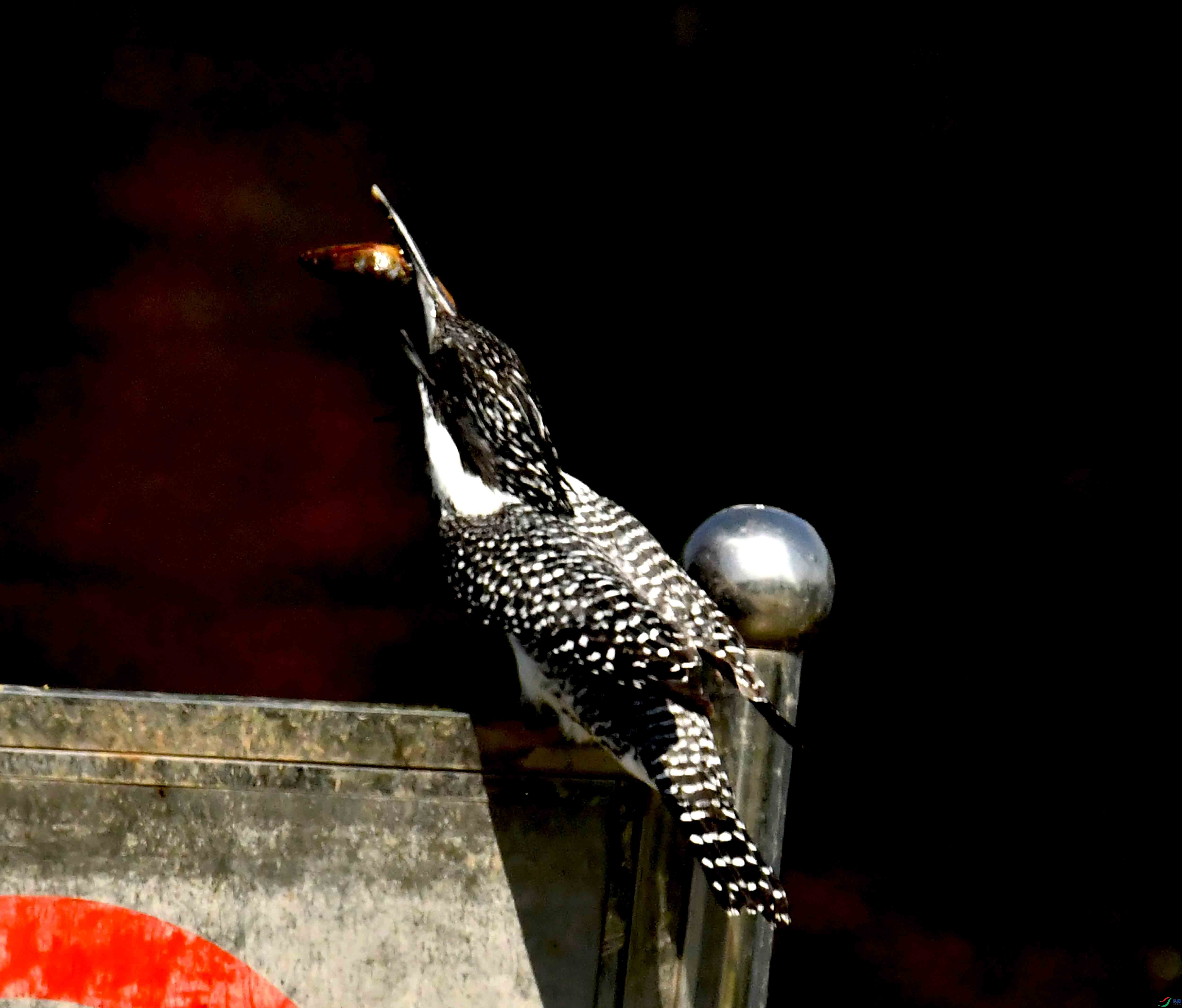 DSC_3125.JPG