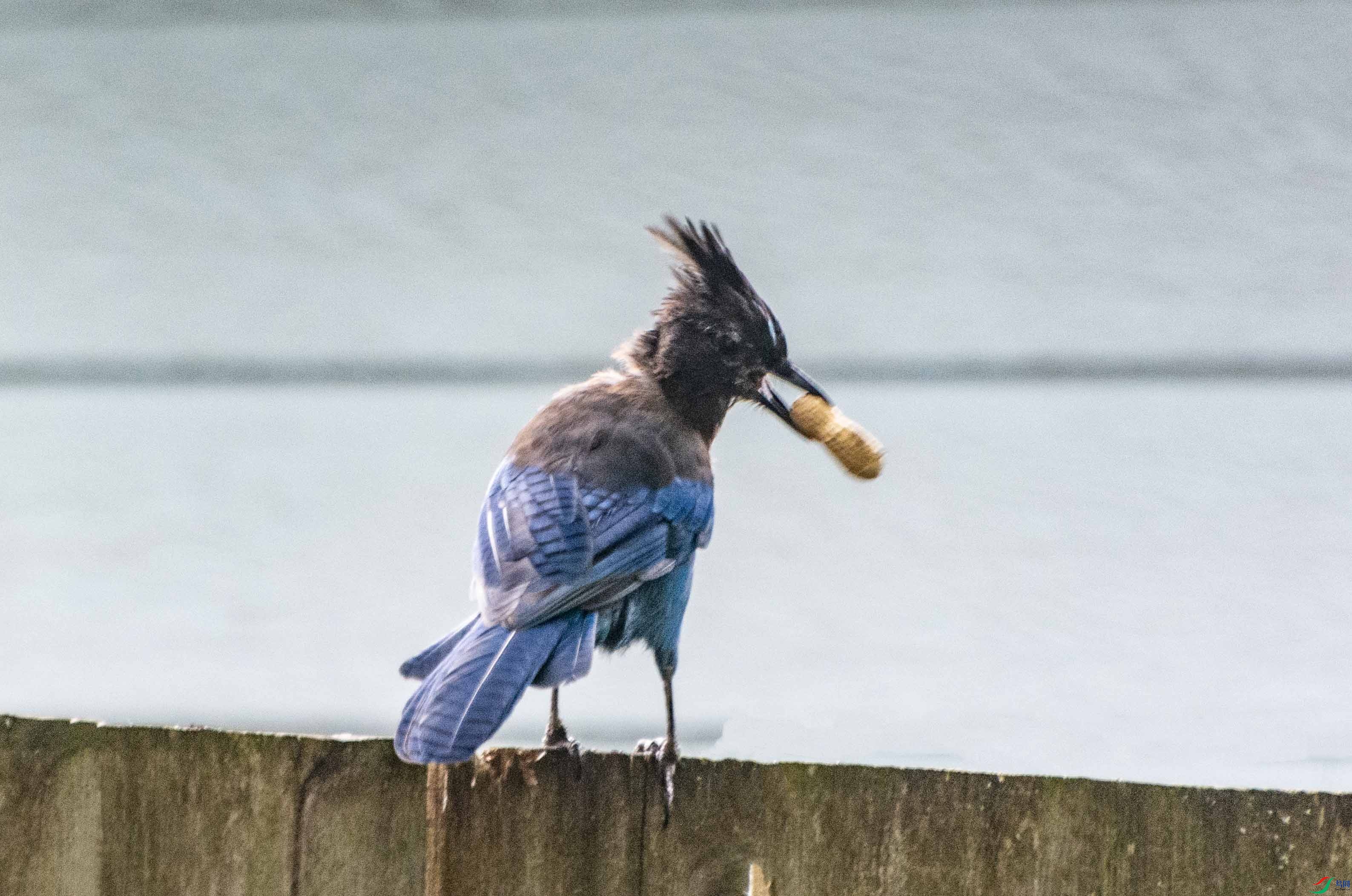 DSC_0103 ����.jpg