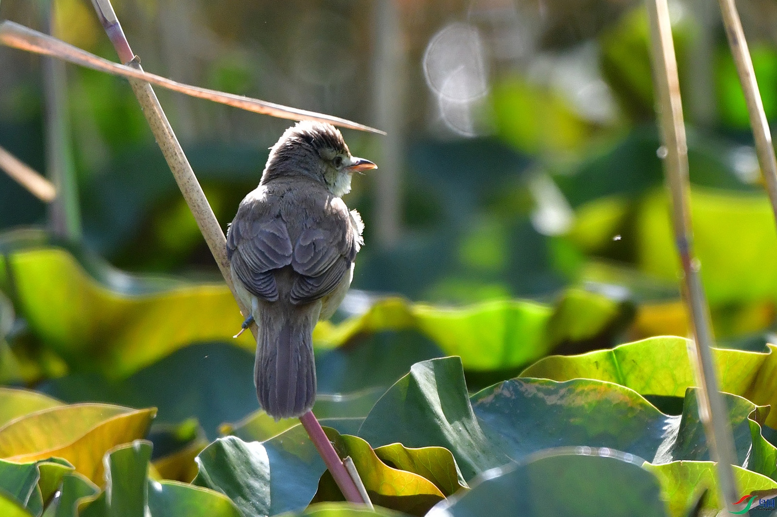DSC_8083-.jpg