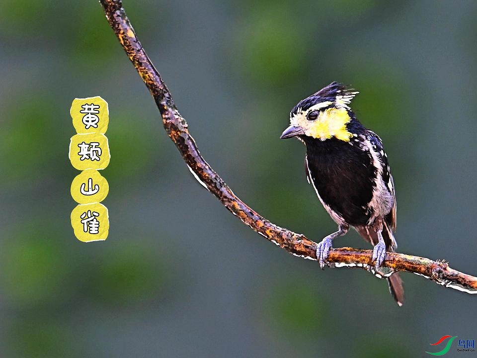 �Ƽ�ɽȸ
