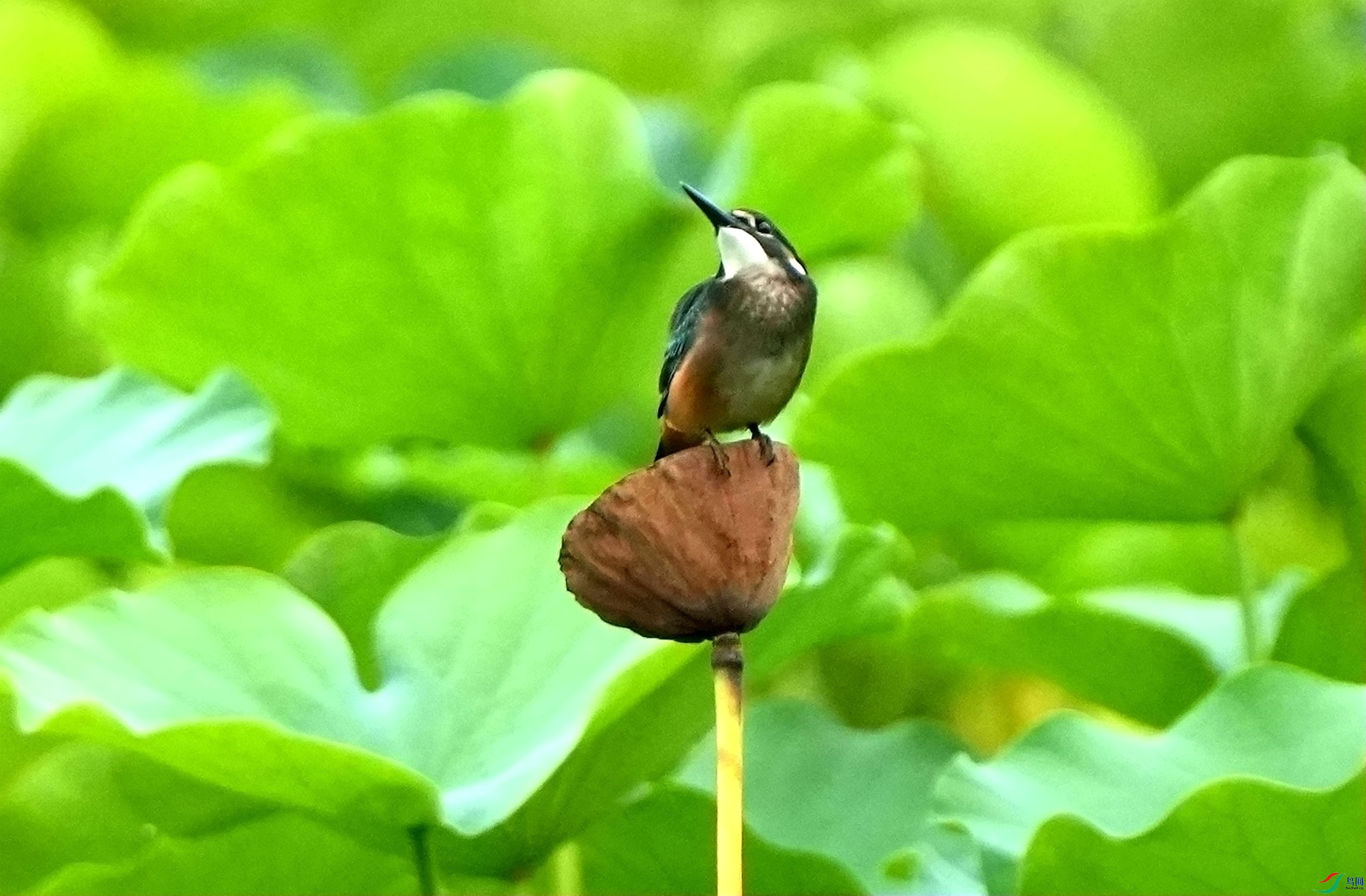 ��Ҷ���������DSC04829_����.jpg