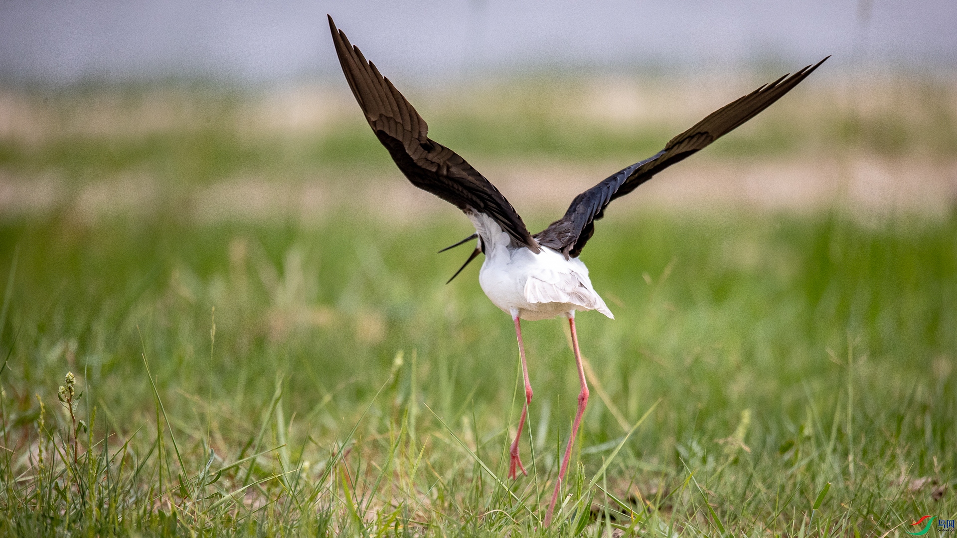 ��ԭ������ 2