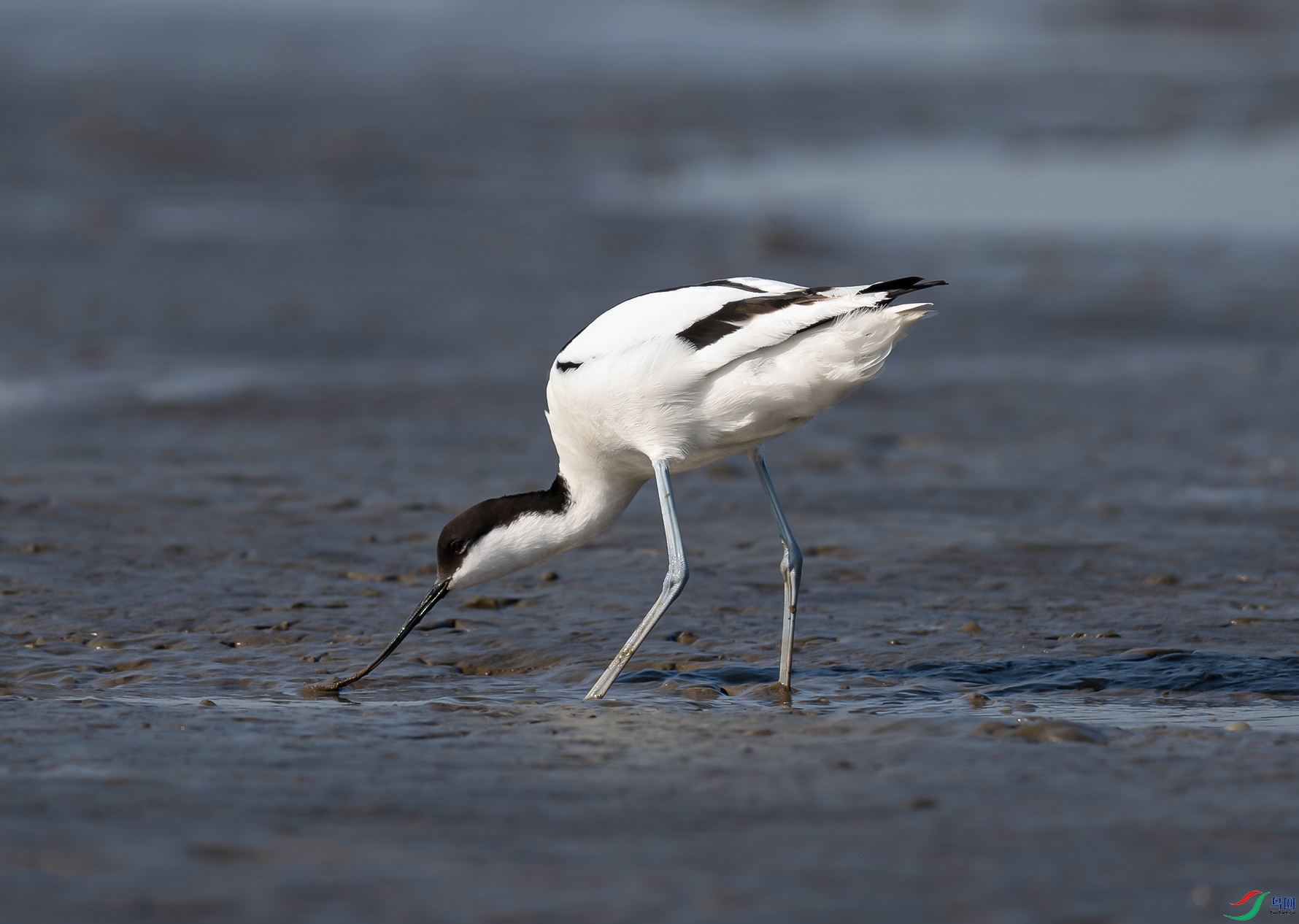 _DSC6523f.jpg