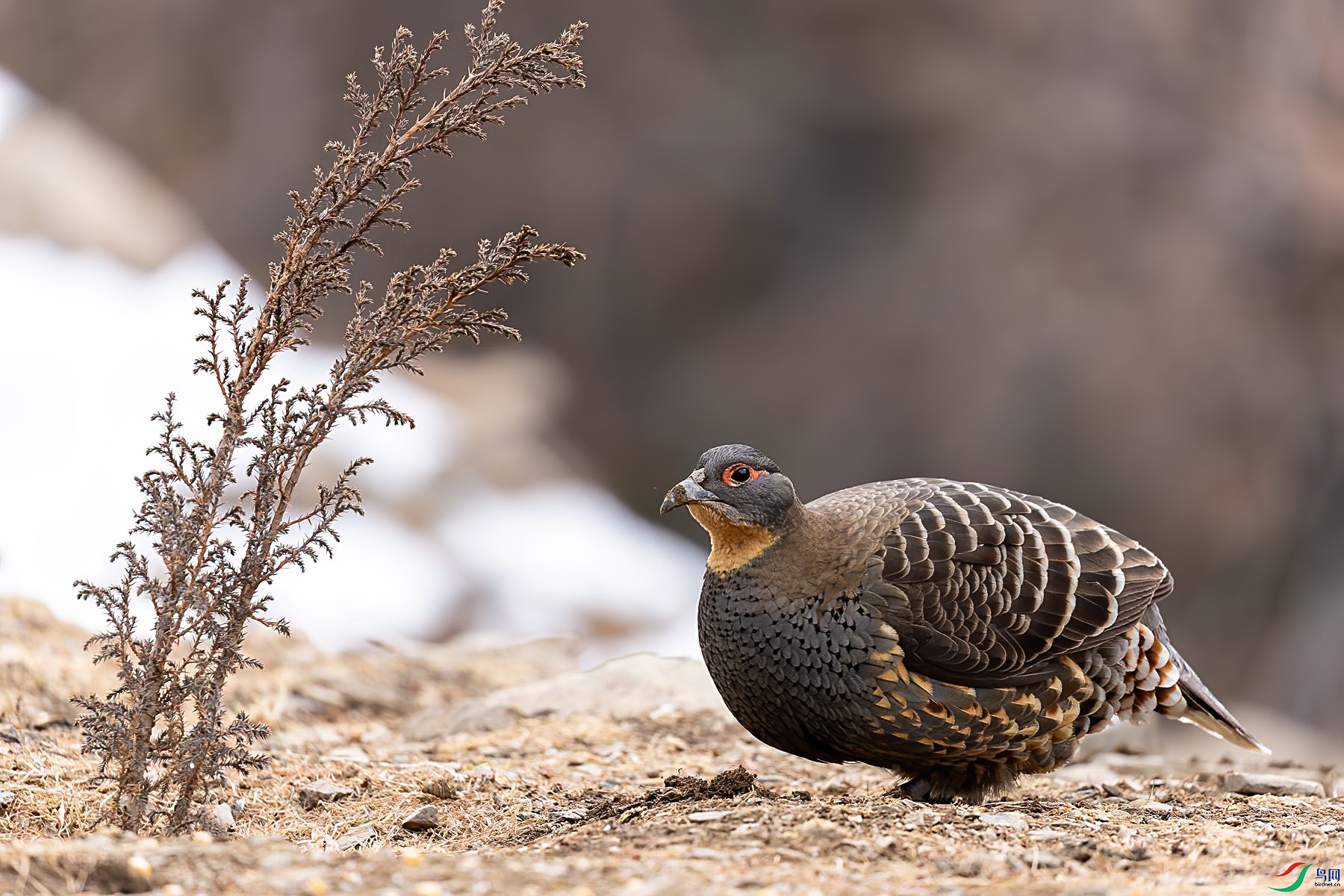 �ƺ�����