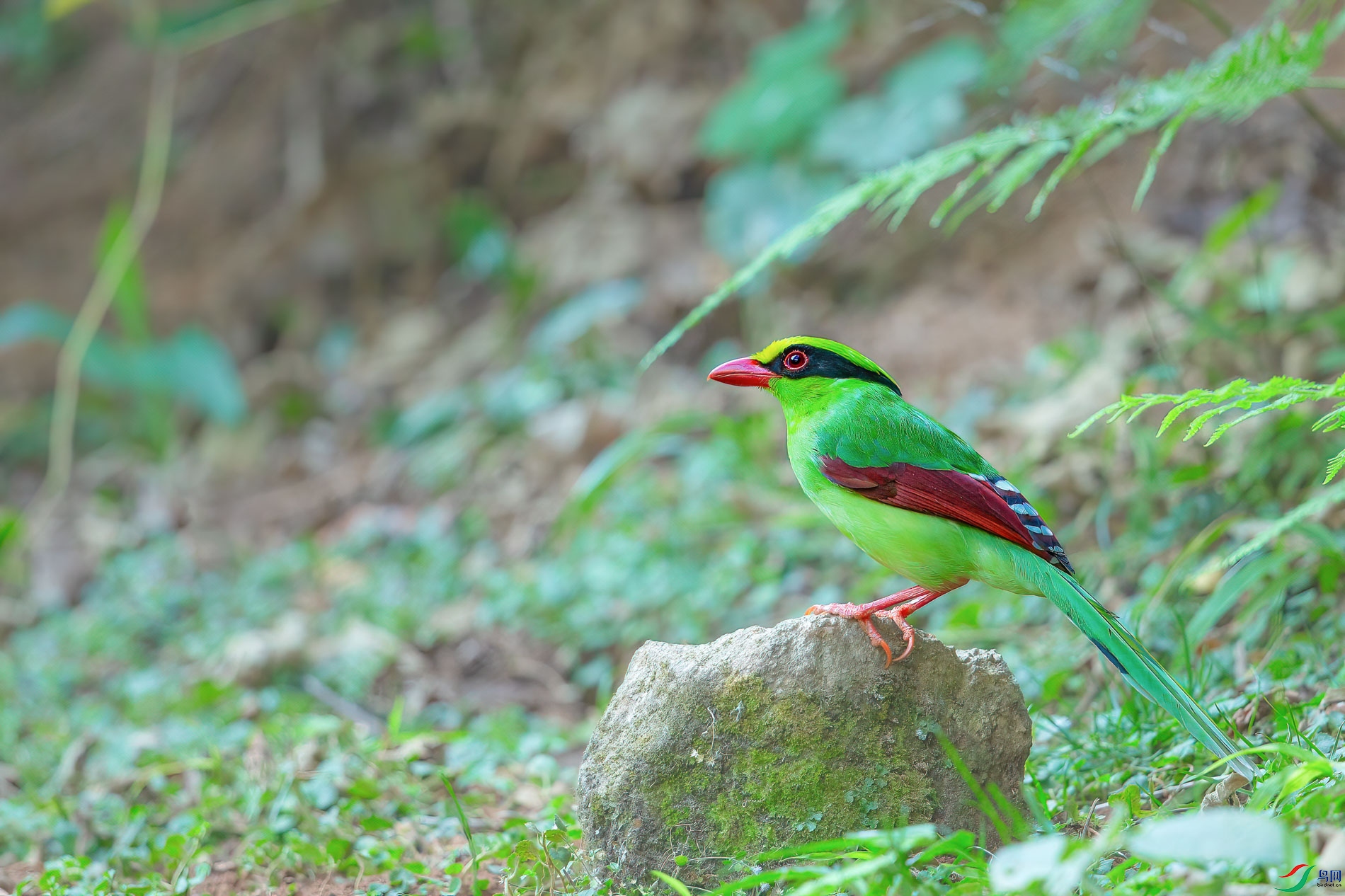 a_73403-1.jpg