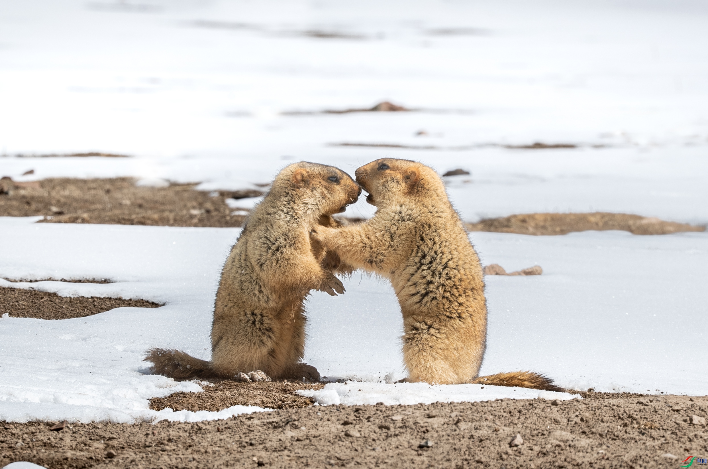 AY8I9958-����ǿ-NR-1 ����.jpg