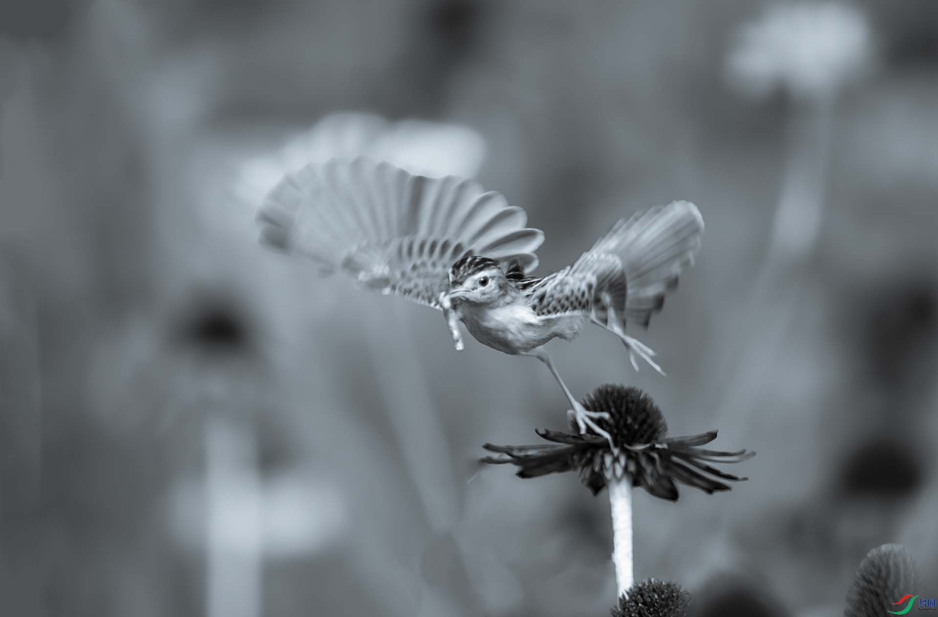 DSC_5385-1.jpg