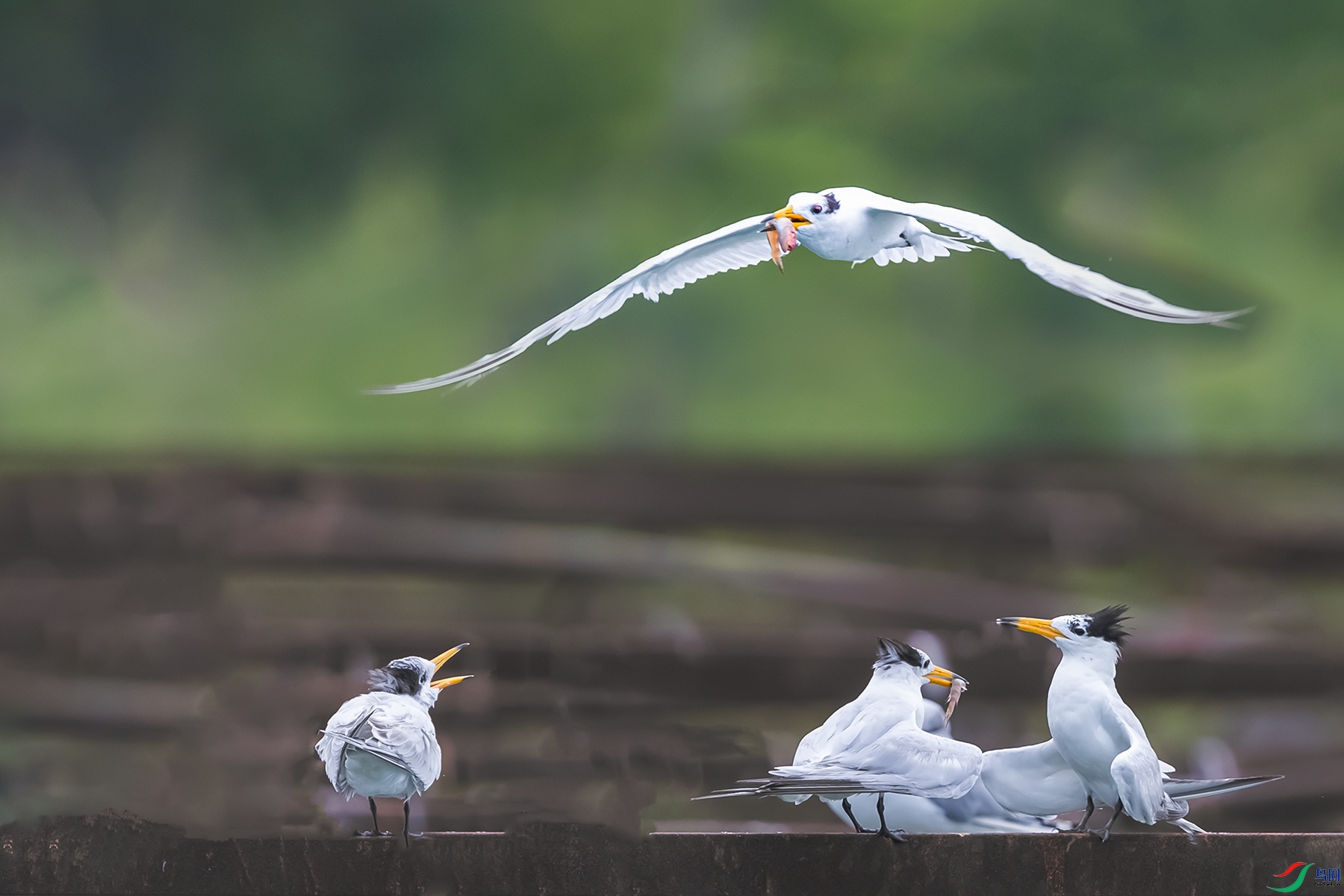 �л���ͷ��Ÿ----��ϵ������