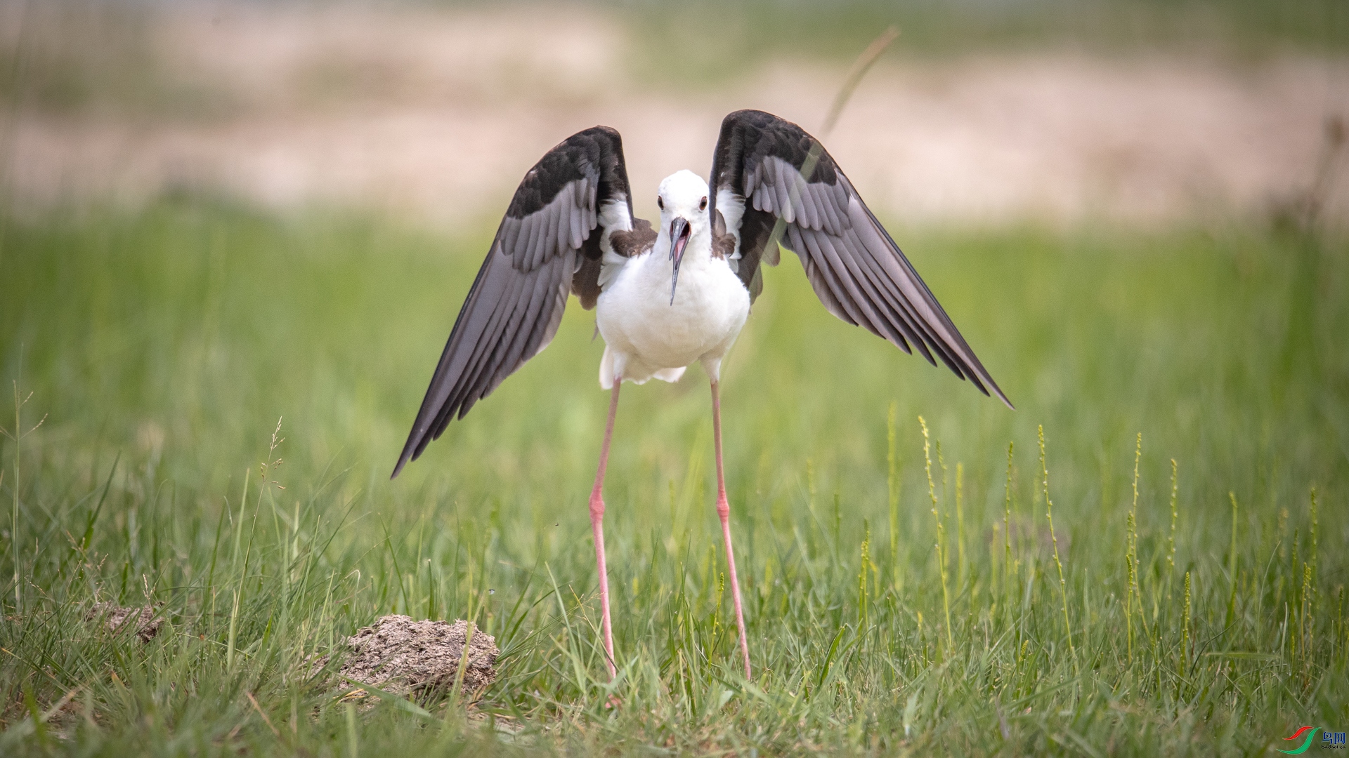 ������ׯ�� 2