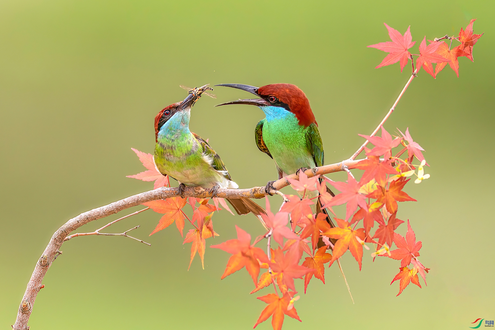 407A7847 ����-Sha---1 .jpg