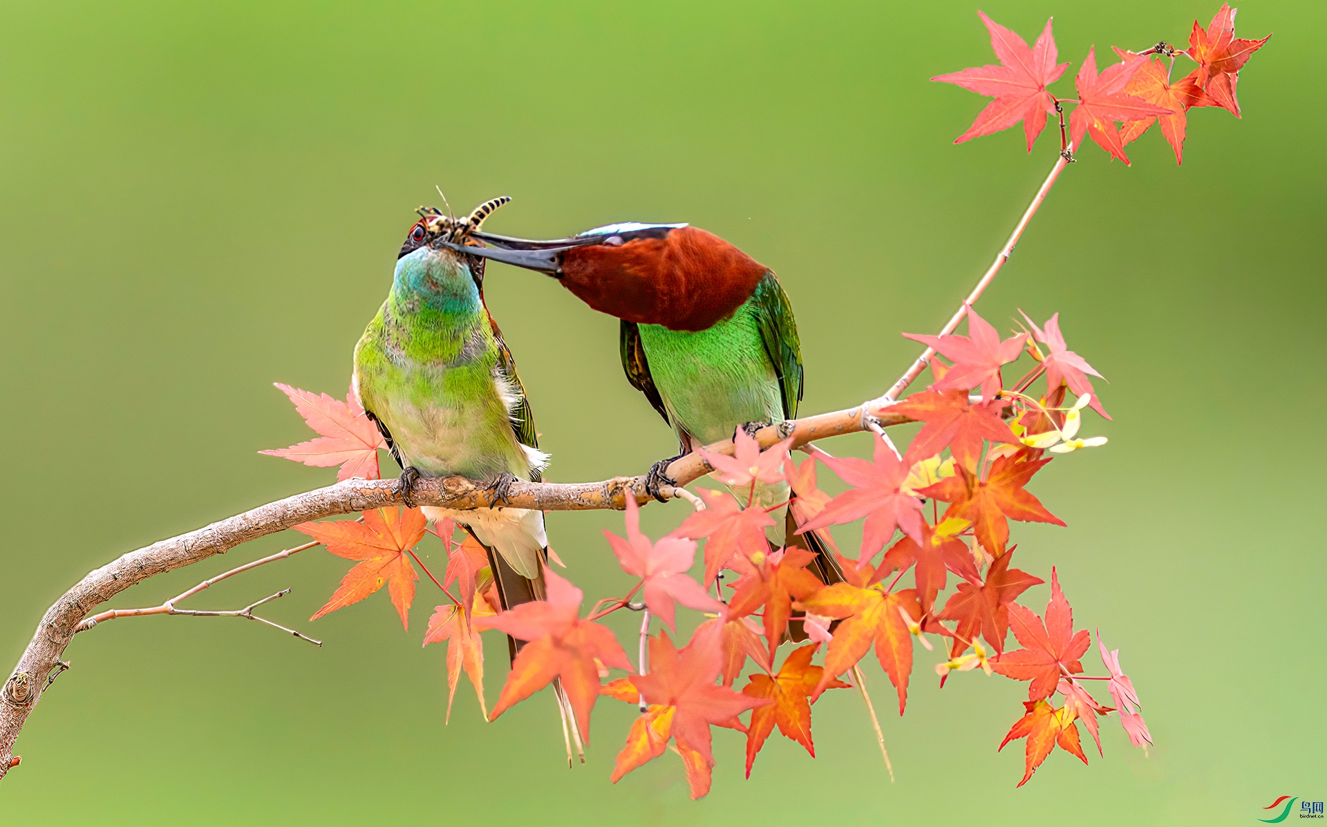 407A7845 ����-Sha----1 .jpg