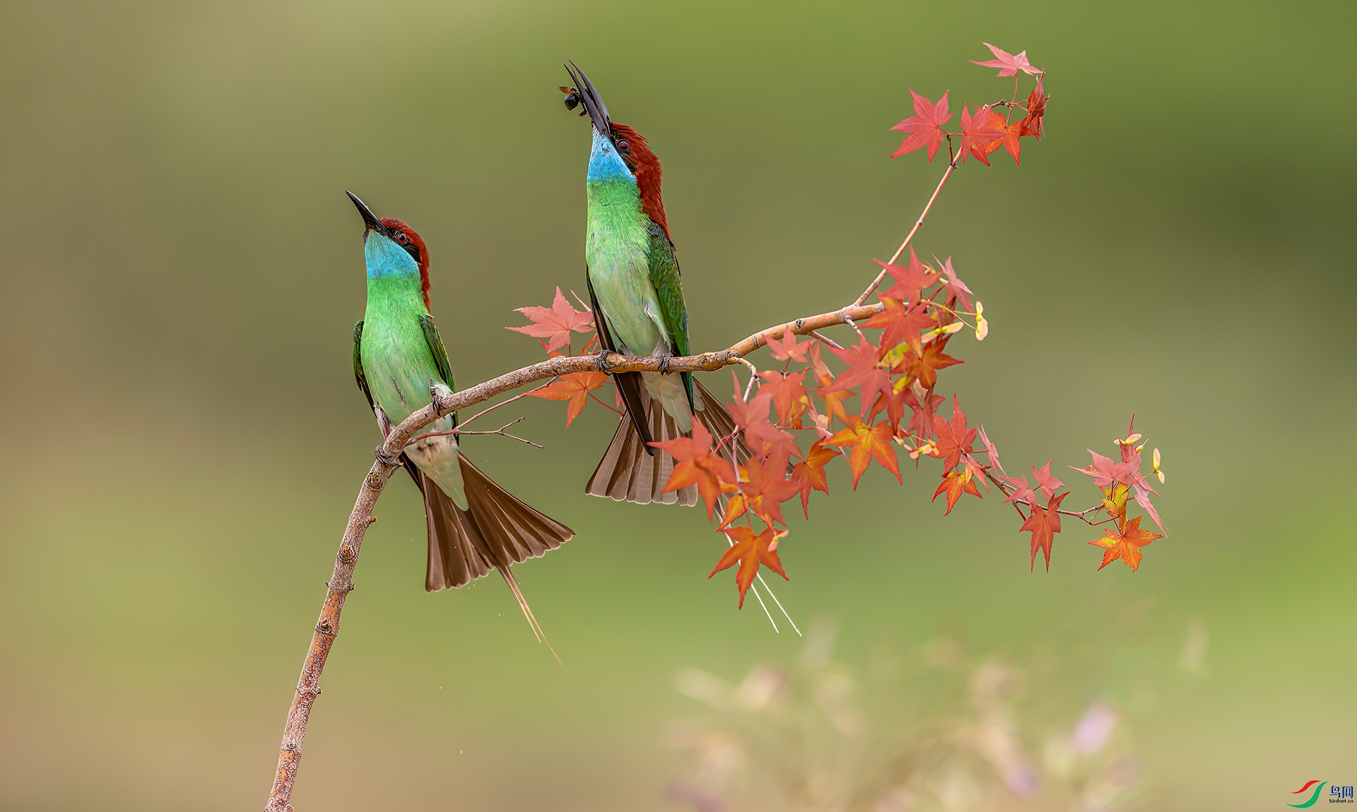 407A1963 ����-Sha----1 .jpg