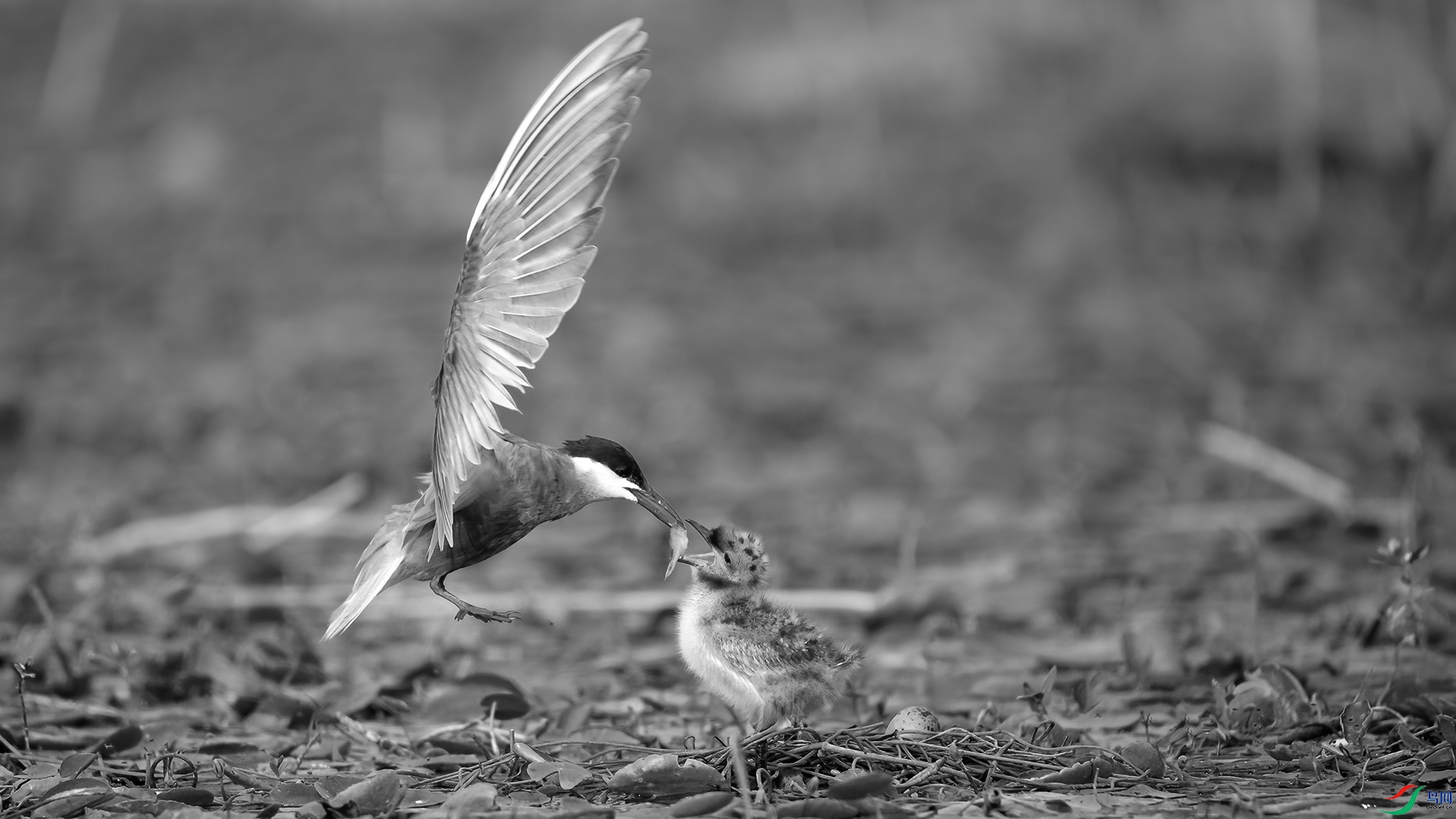 DSC_4959-20230708 �� .jpg