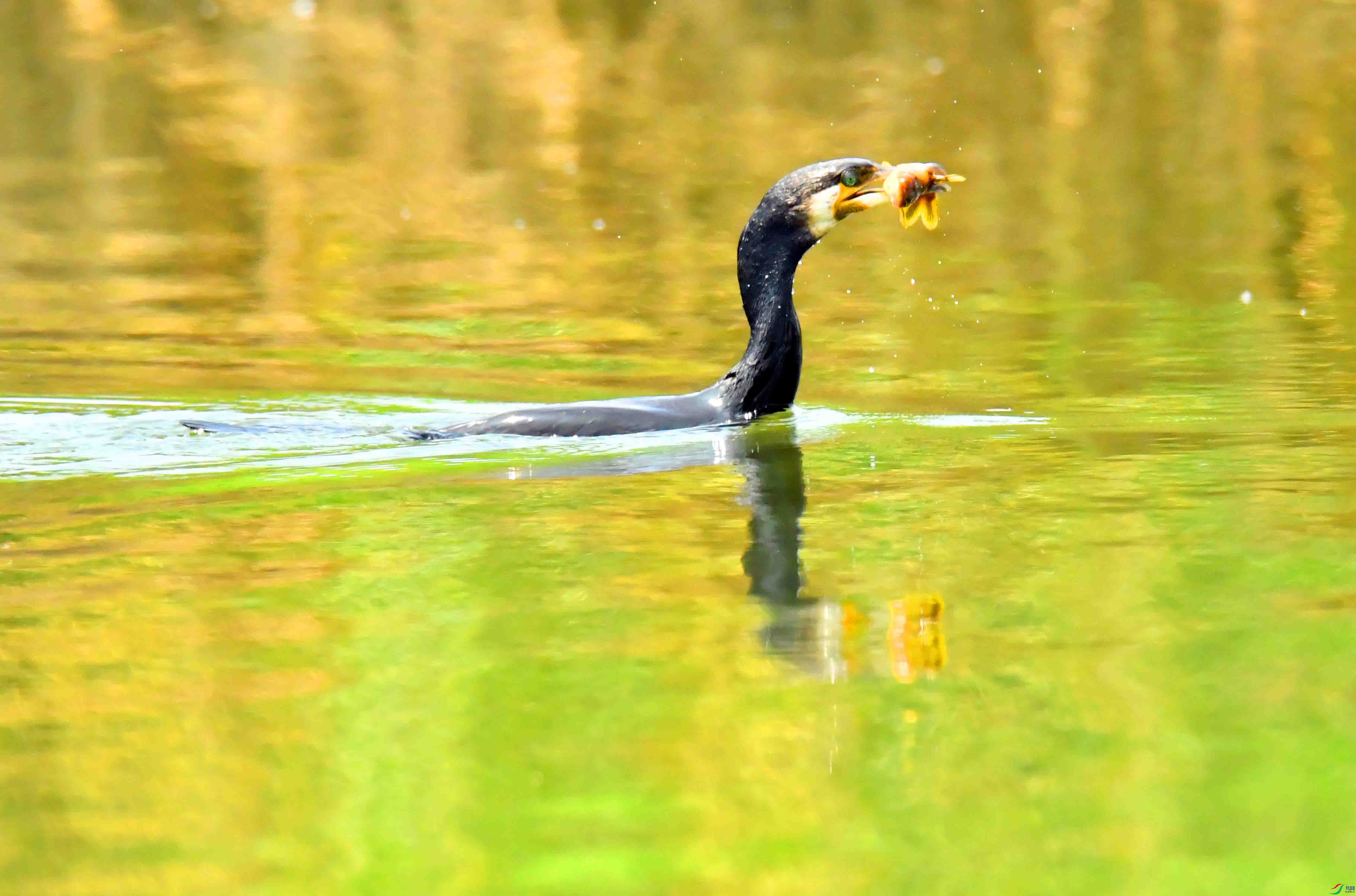 DSC_1468.JPG