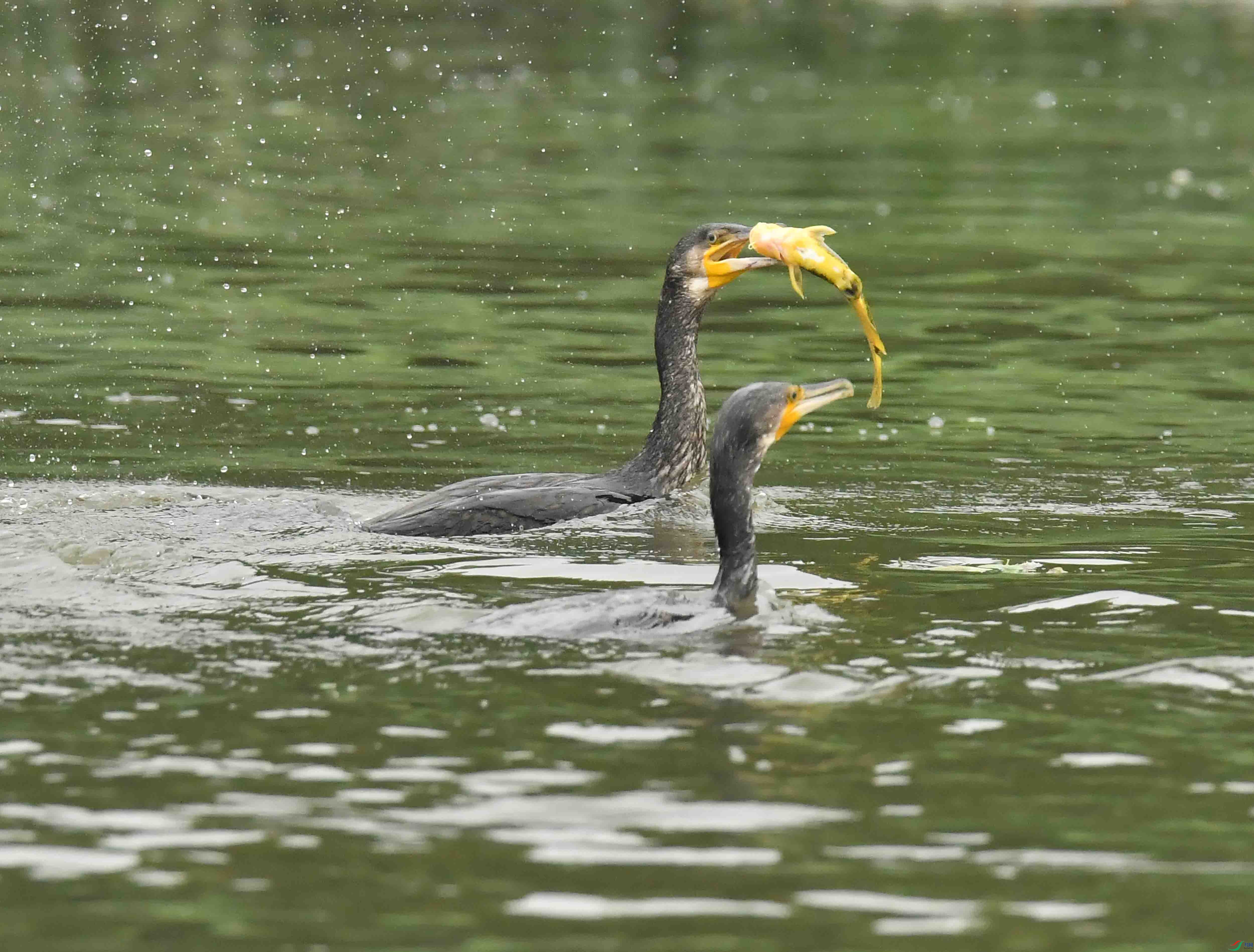 DSC_7207.JPG