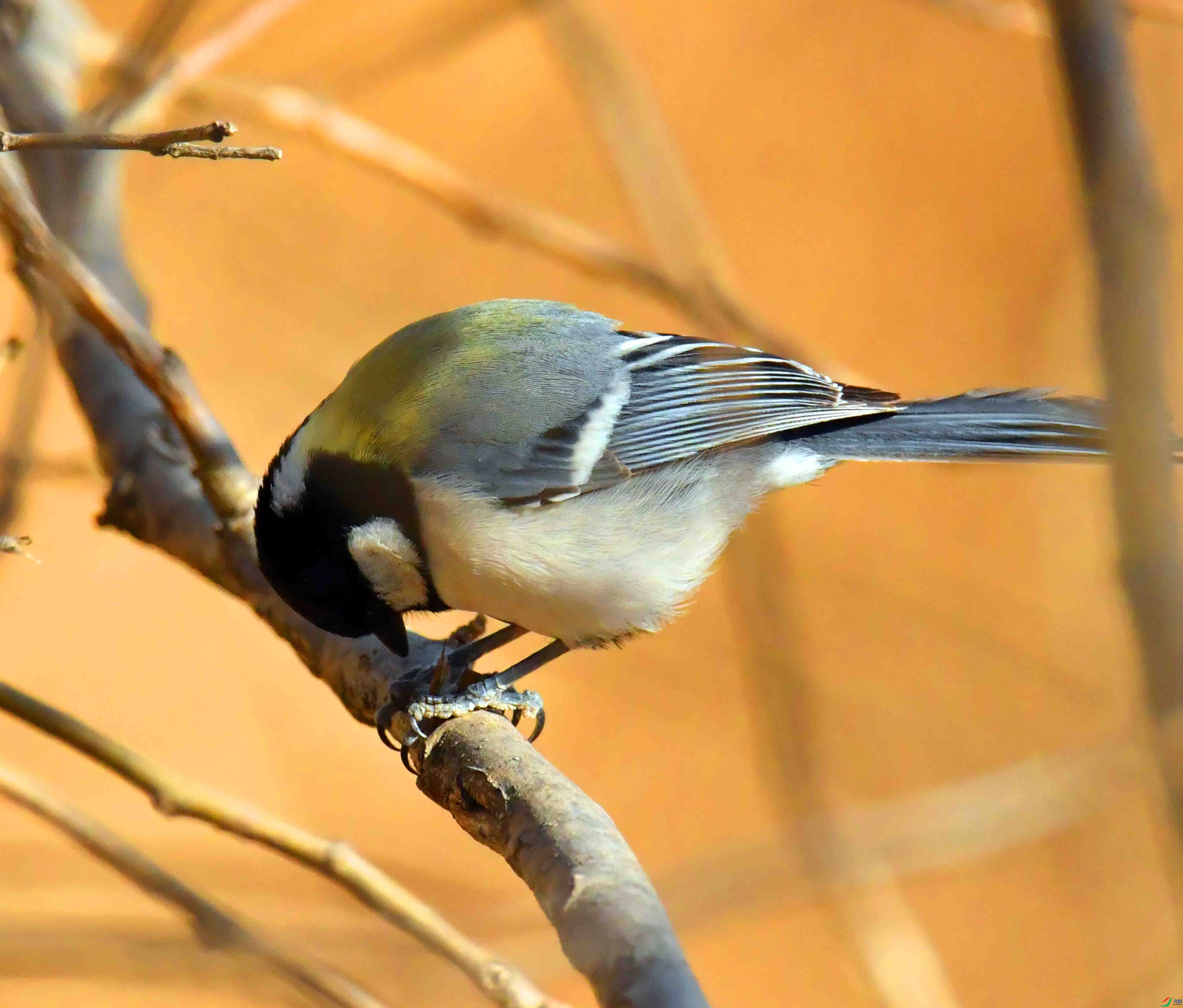 DSC_4317.JPG