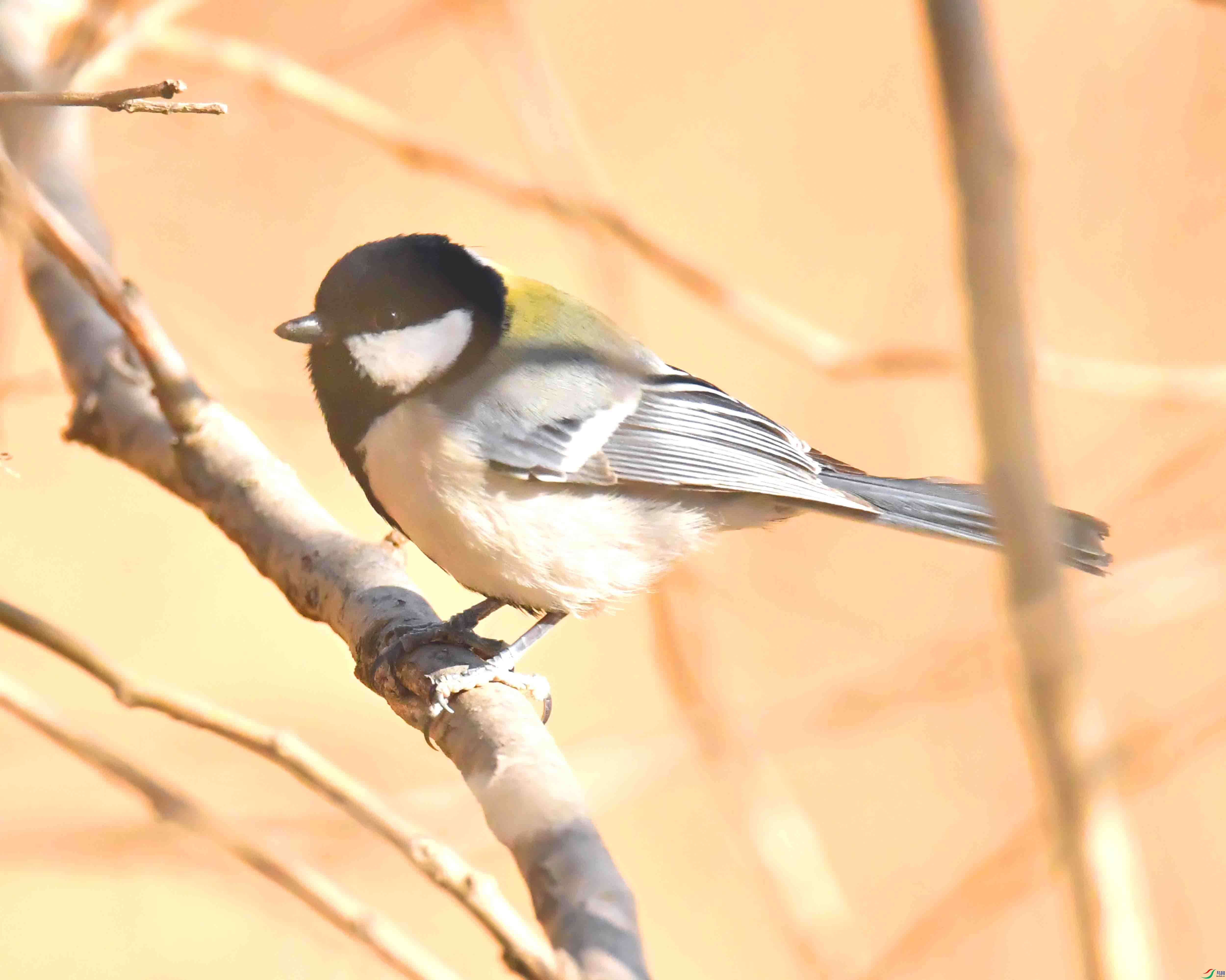 DSC_4334.JPG