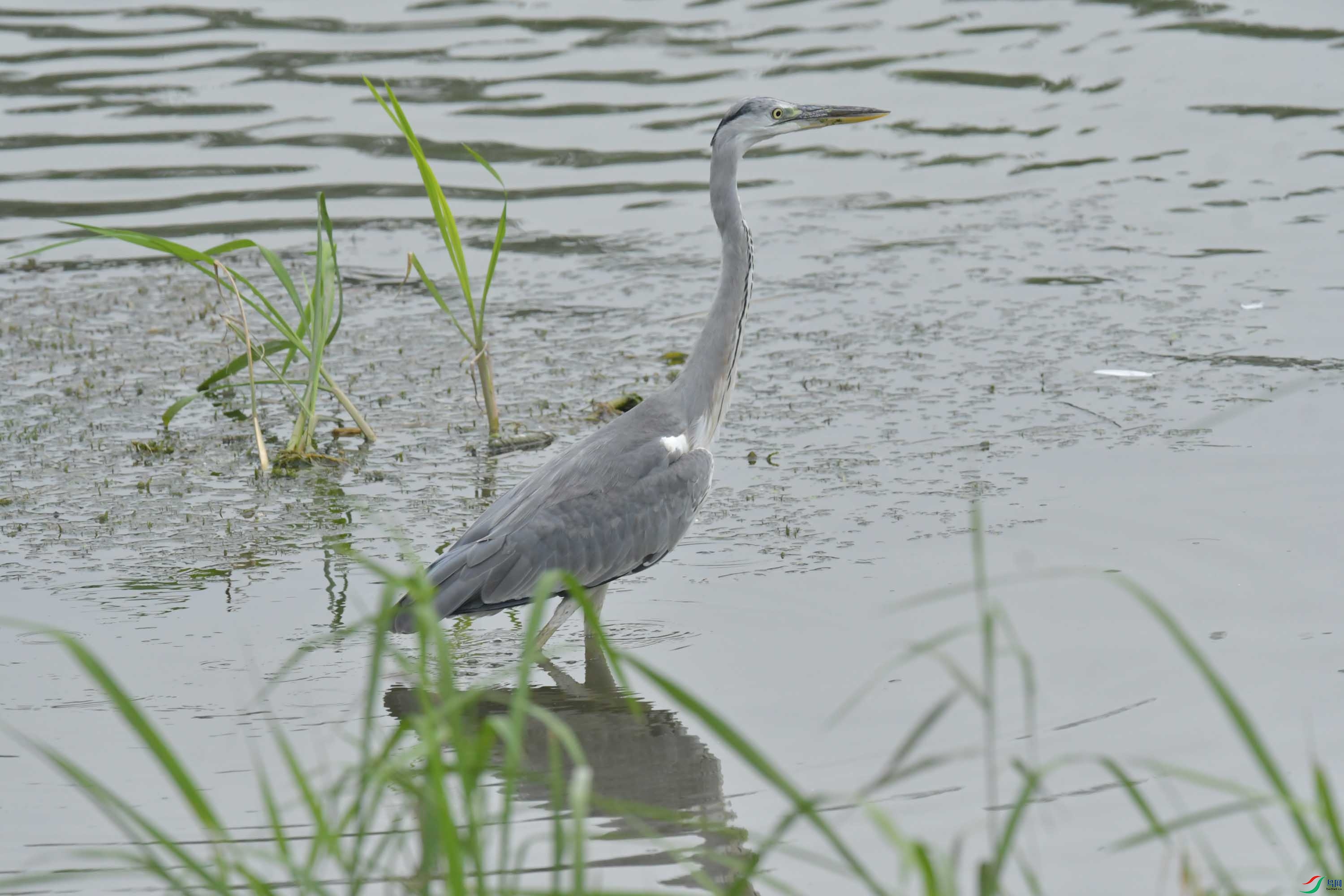 DSC_7081.JPG