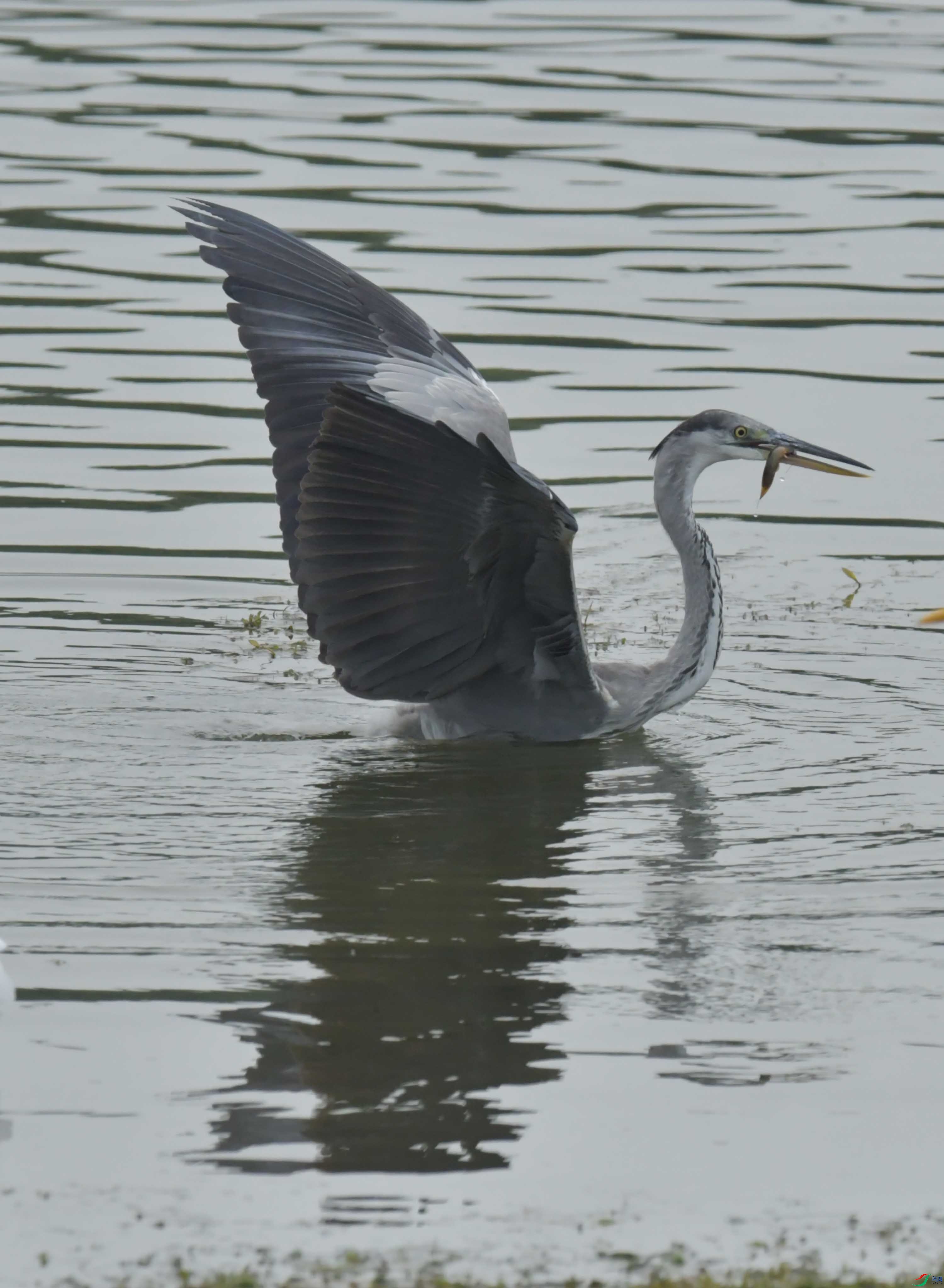 DSC_7086.JPG