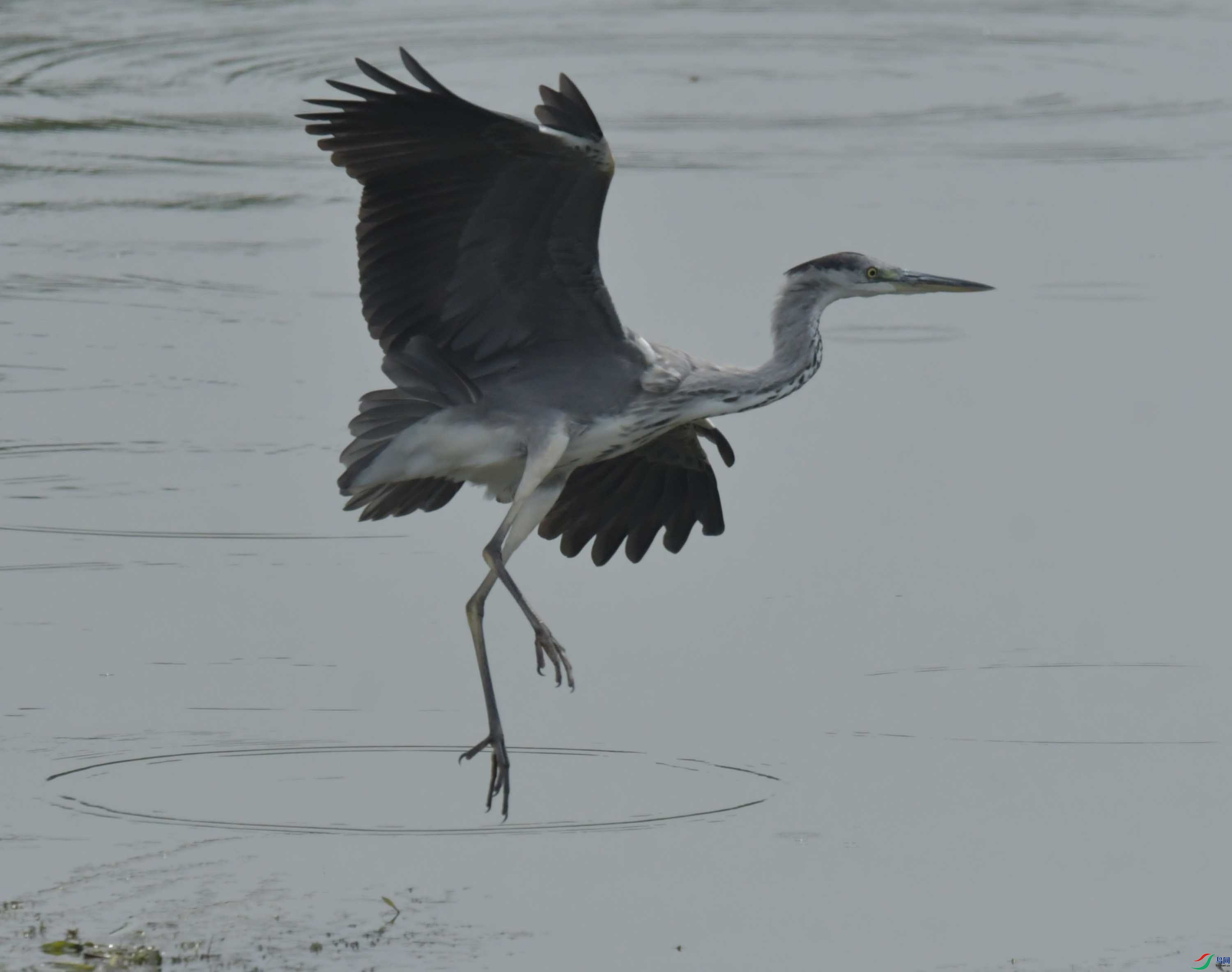 DSC_7176.JPG