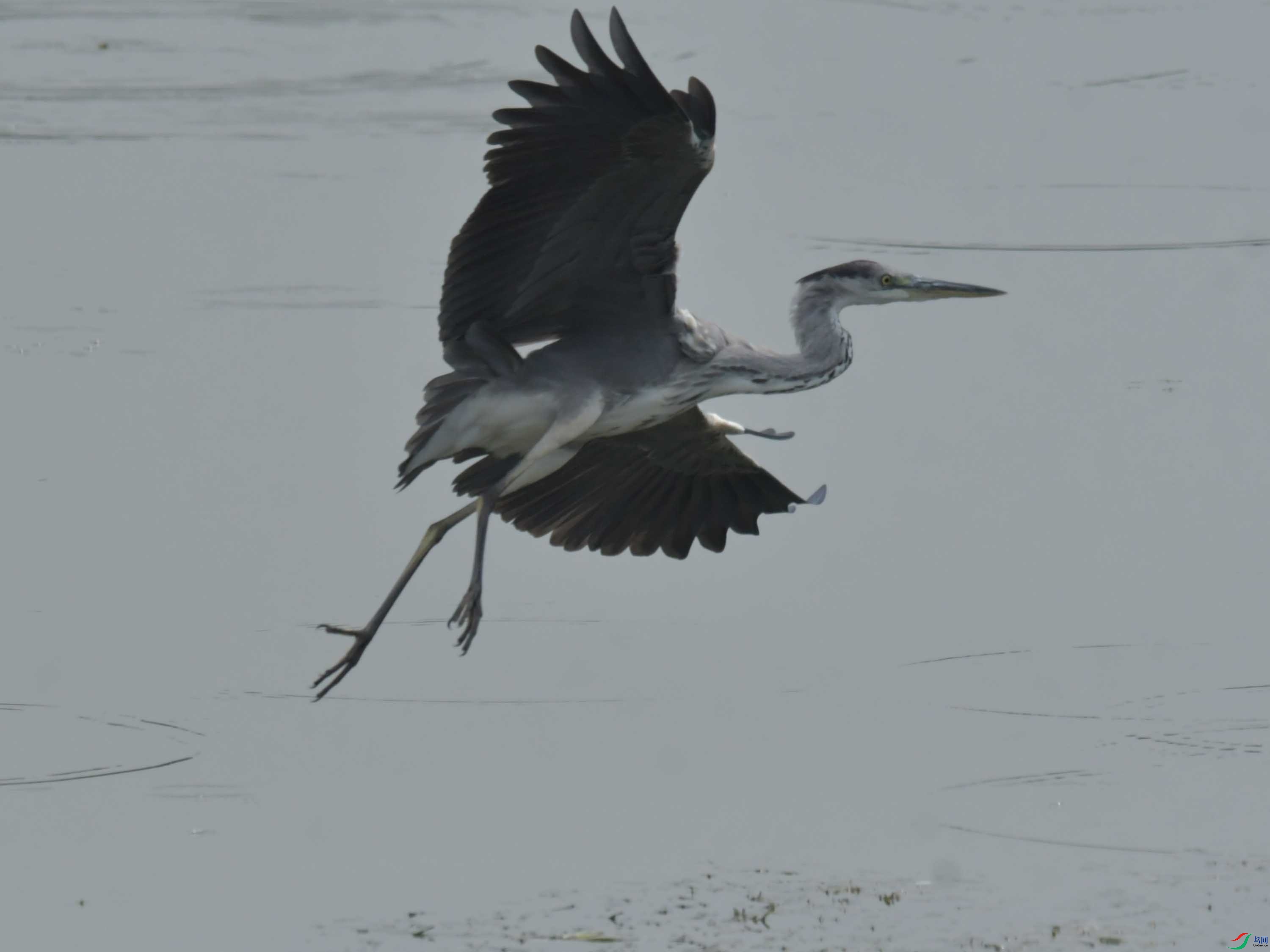 DSC_7177.JPG