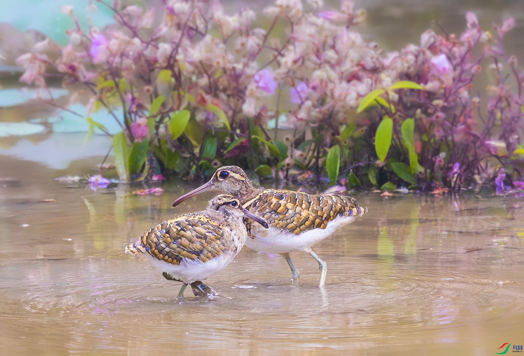 �������ӡ�