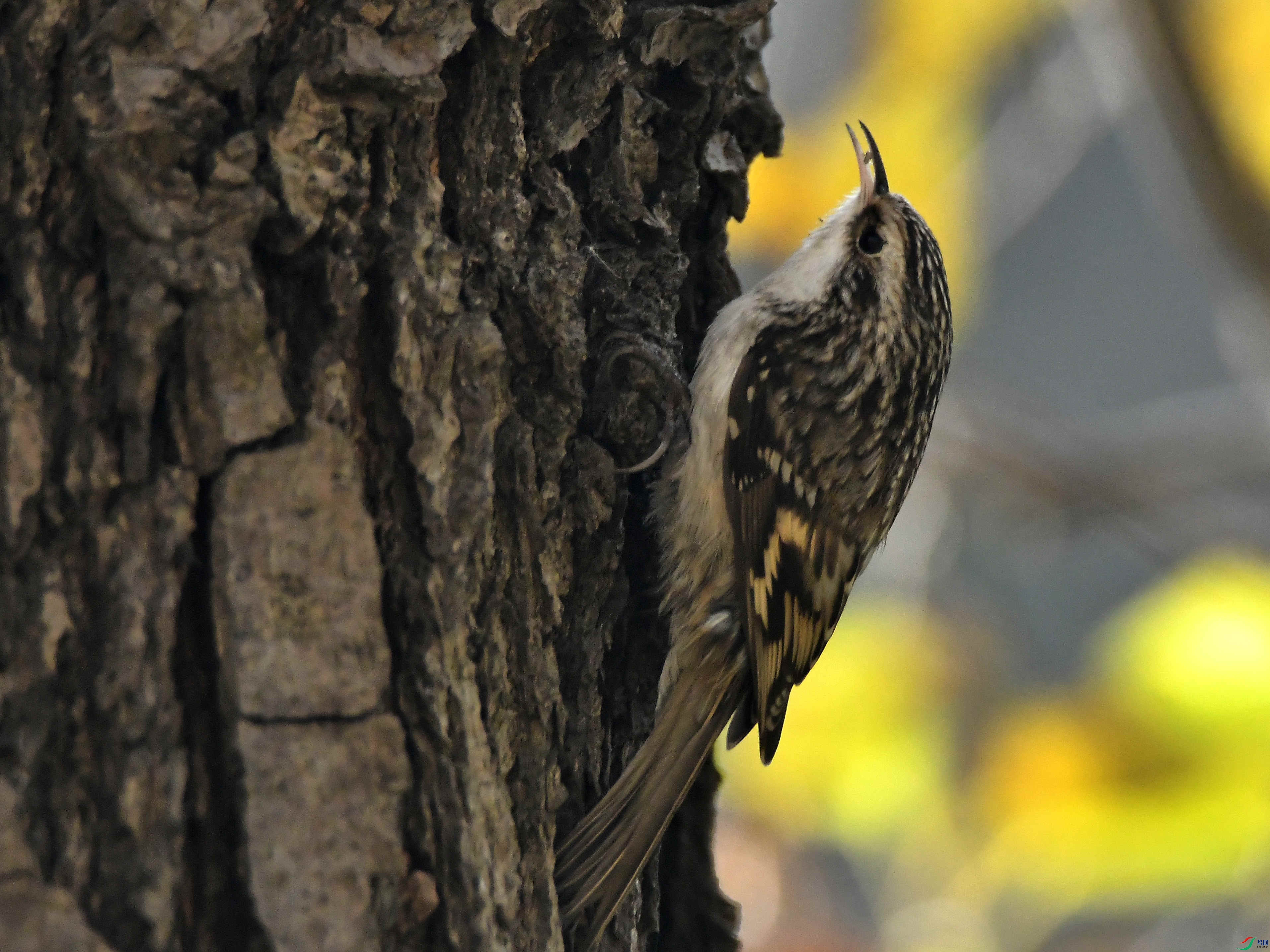 �˴����ľȸ