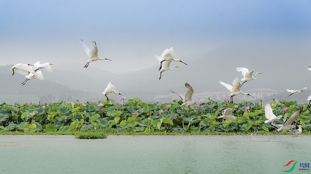 ���ɰ���