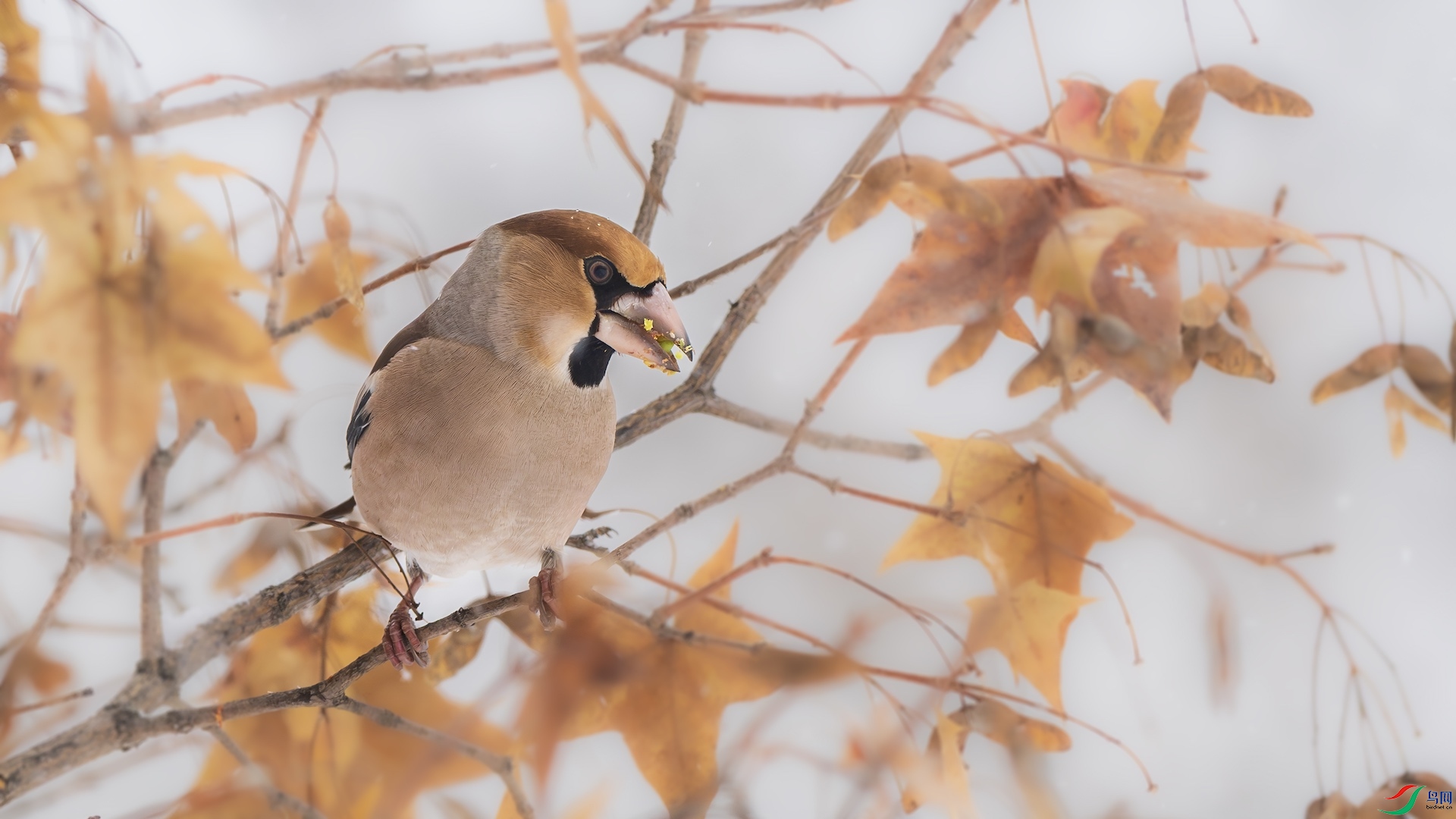 1_DSC5662-����ǿ-NR ����.jpeg