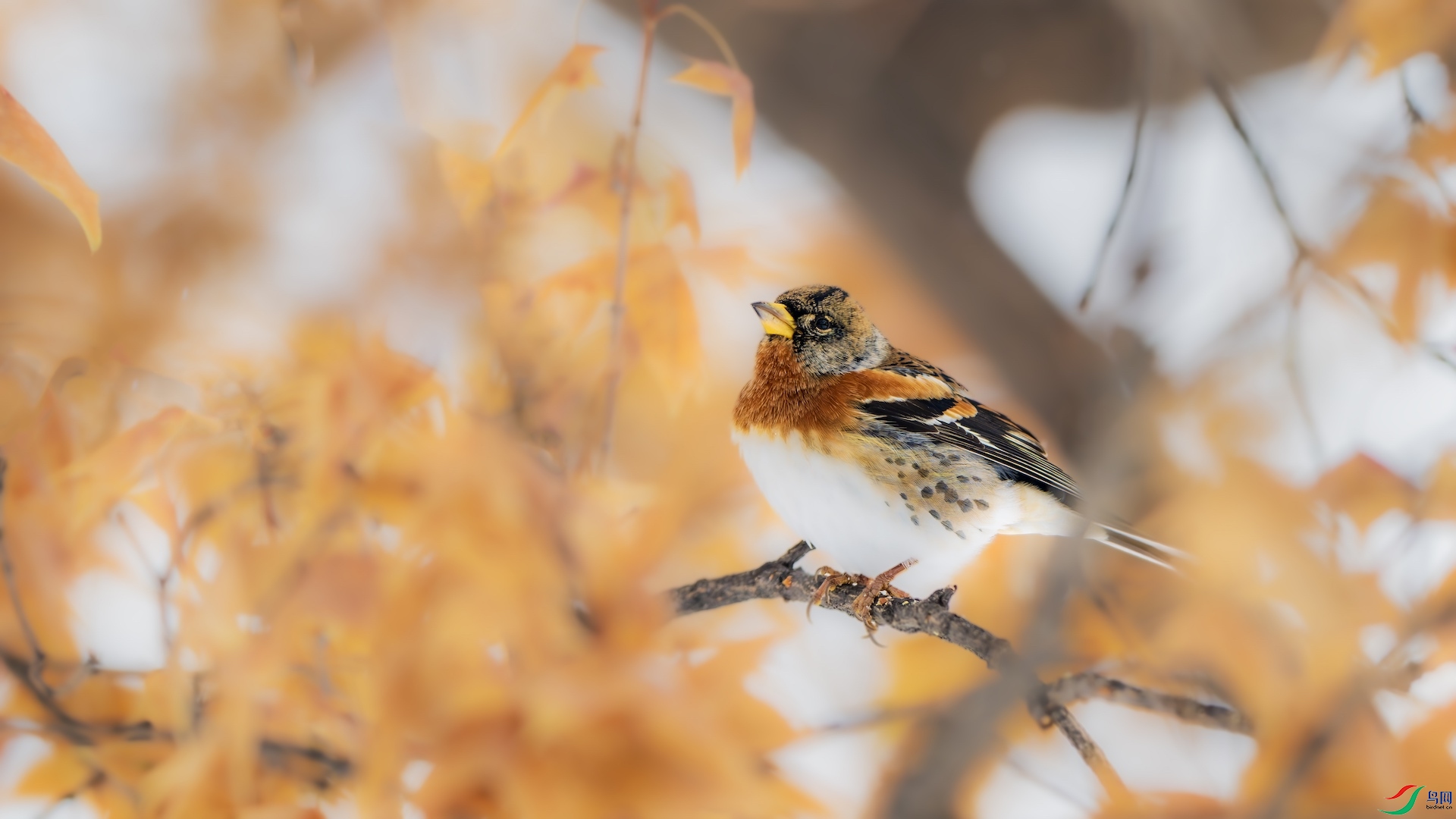 1_DSC8163-����ǿ-NR ����.jpeg