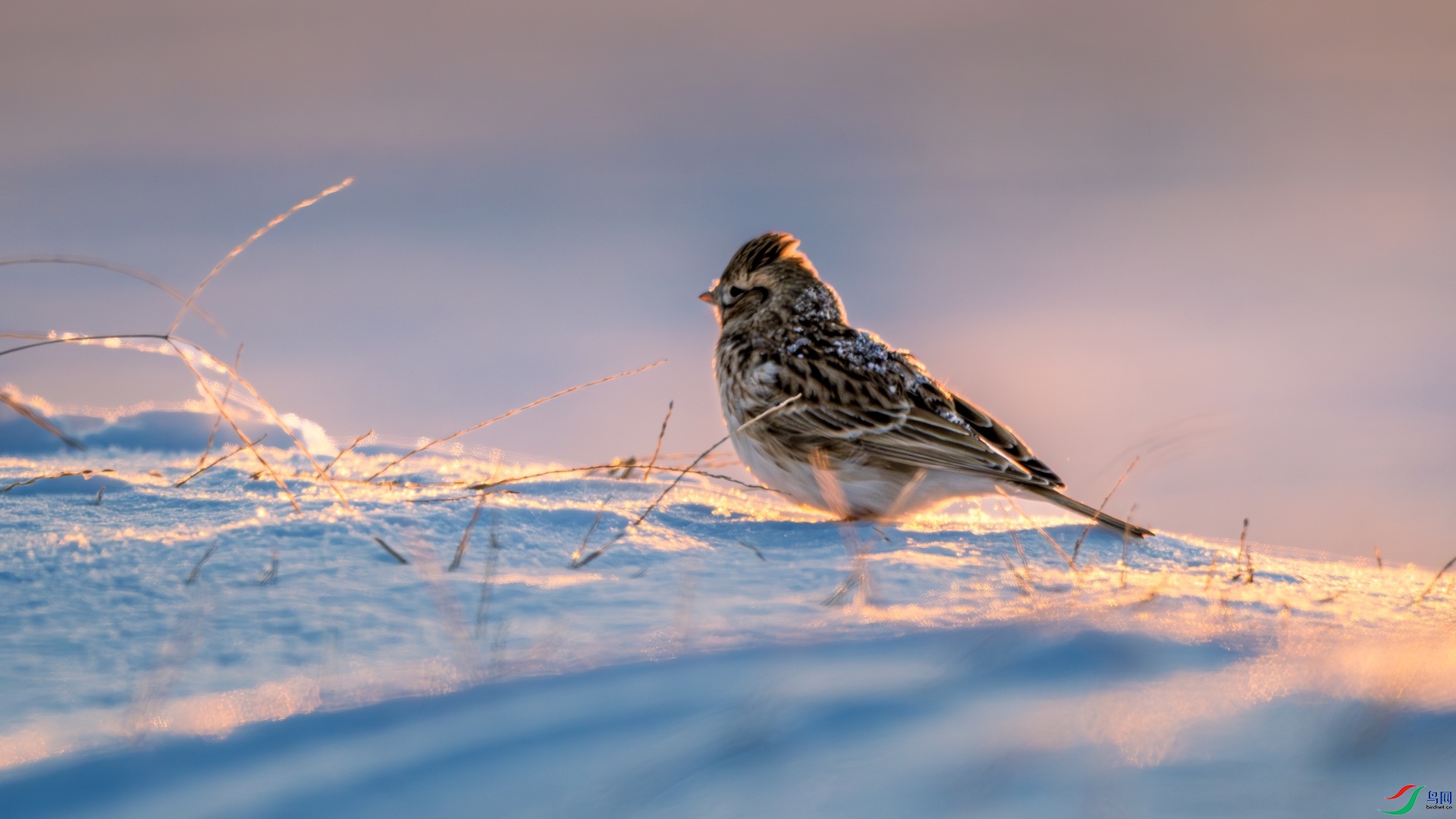 1_DSC8802-����ǿ-NR ����.jpeg