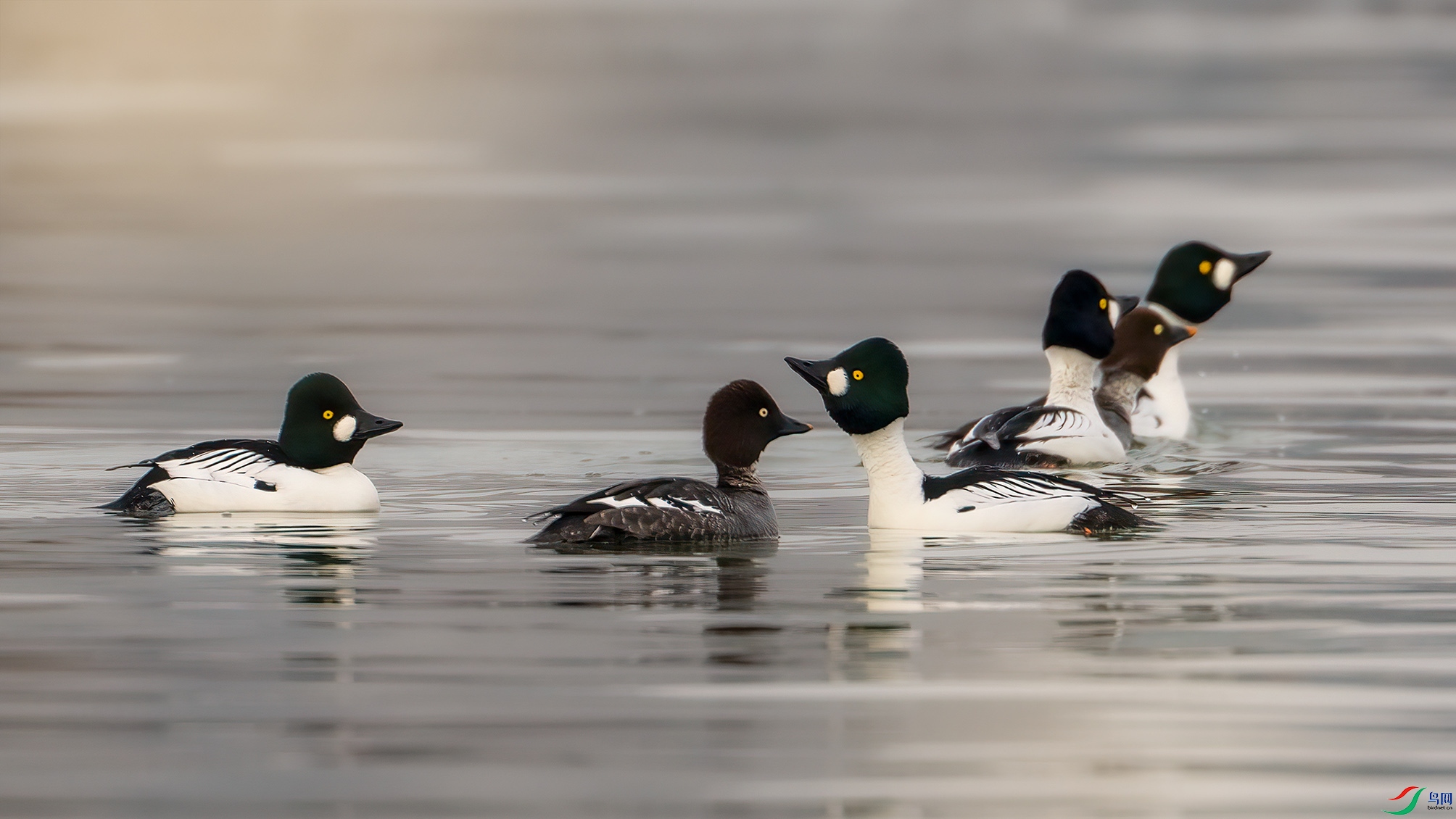 DSC04006-x ����.jpg