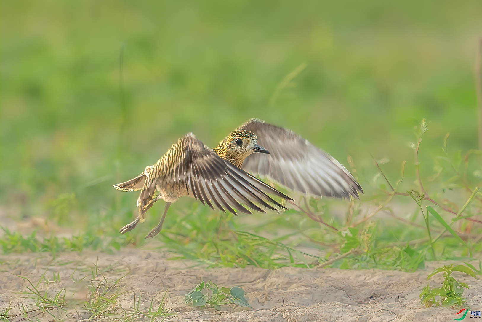 _09R4306 ����.jpg