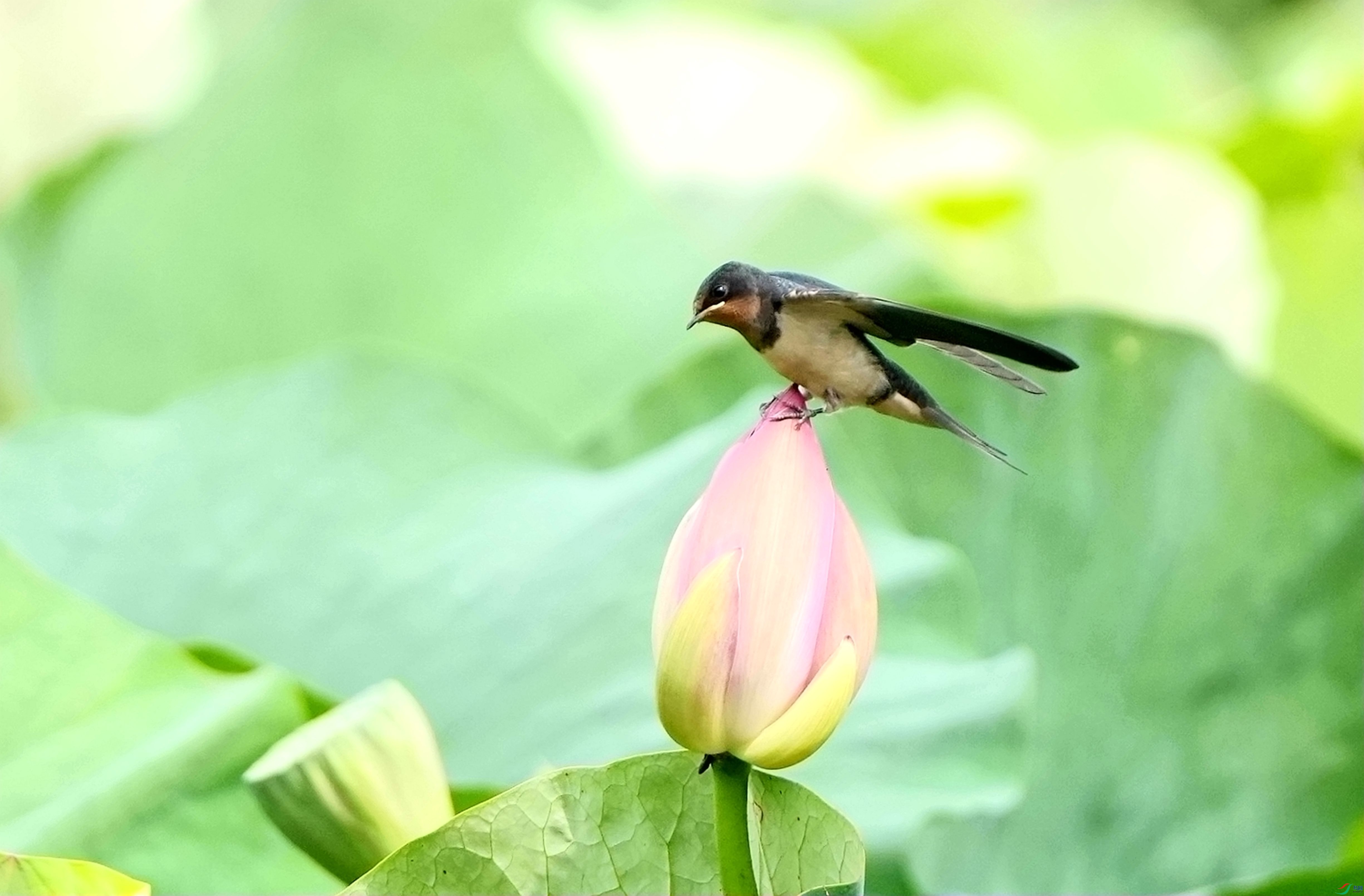 С���Ϻɻ�DSC01064_����.jpg