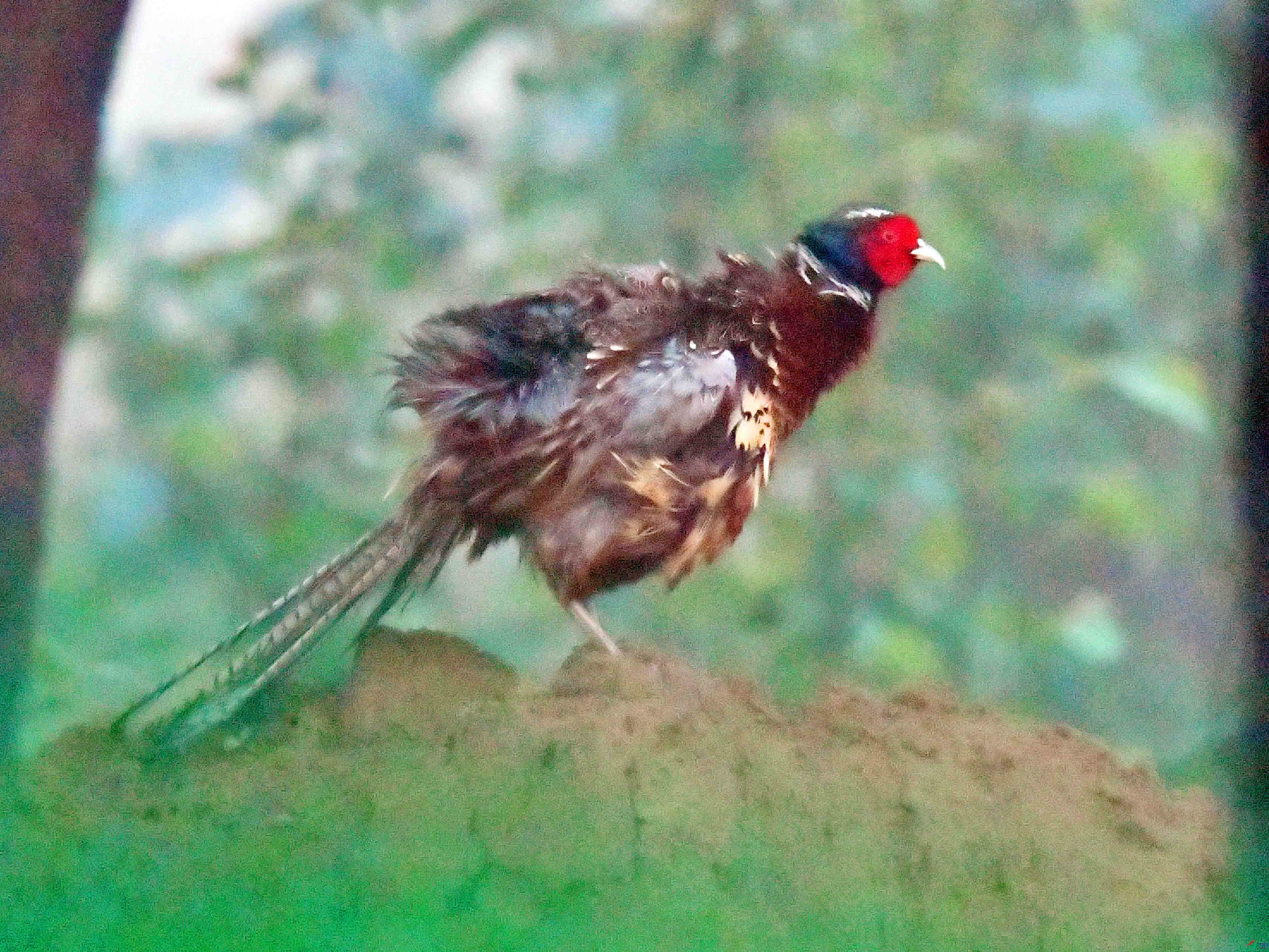 DSC_2489.JPG