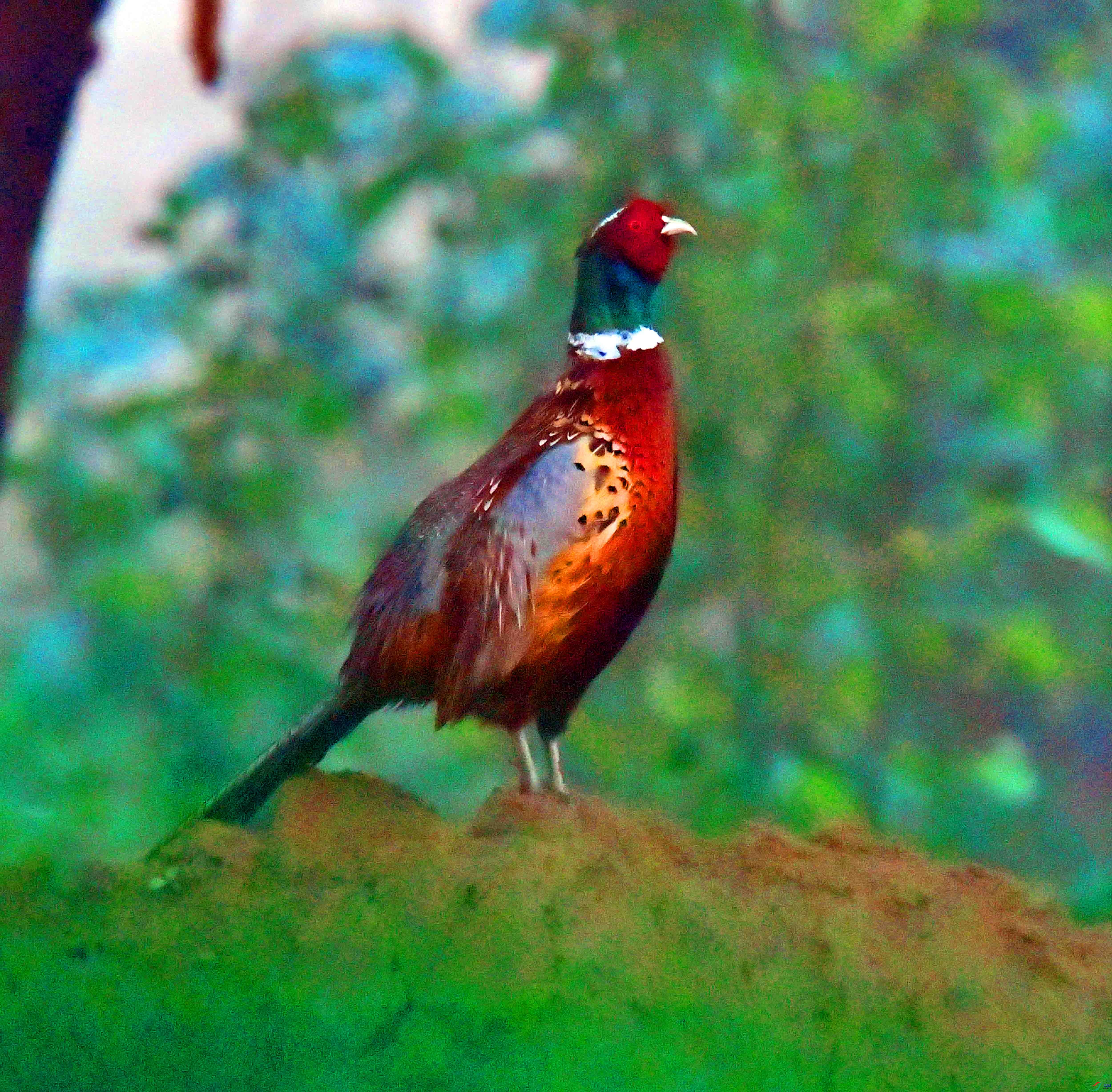 DSC_2485.JPG
