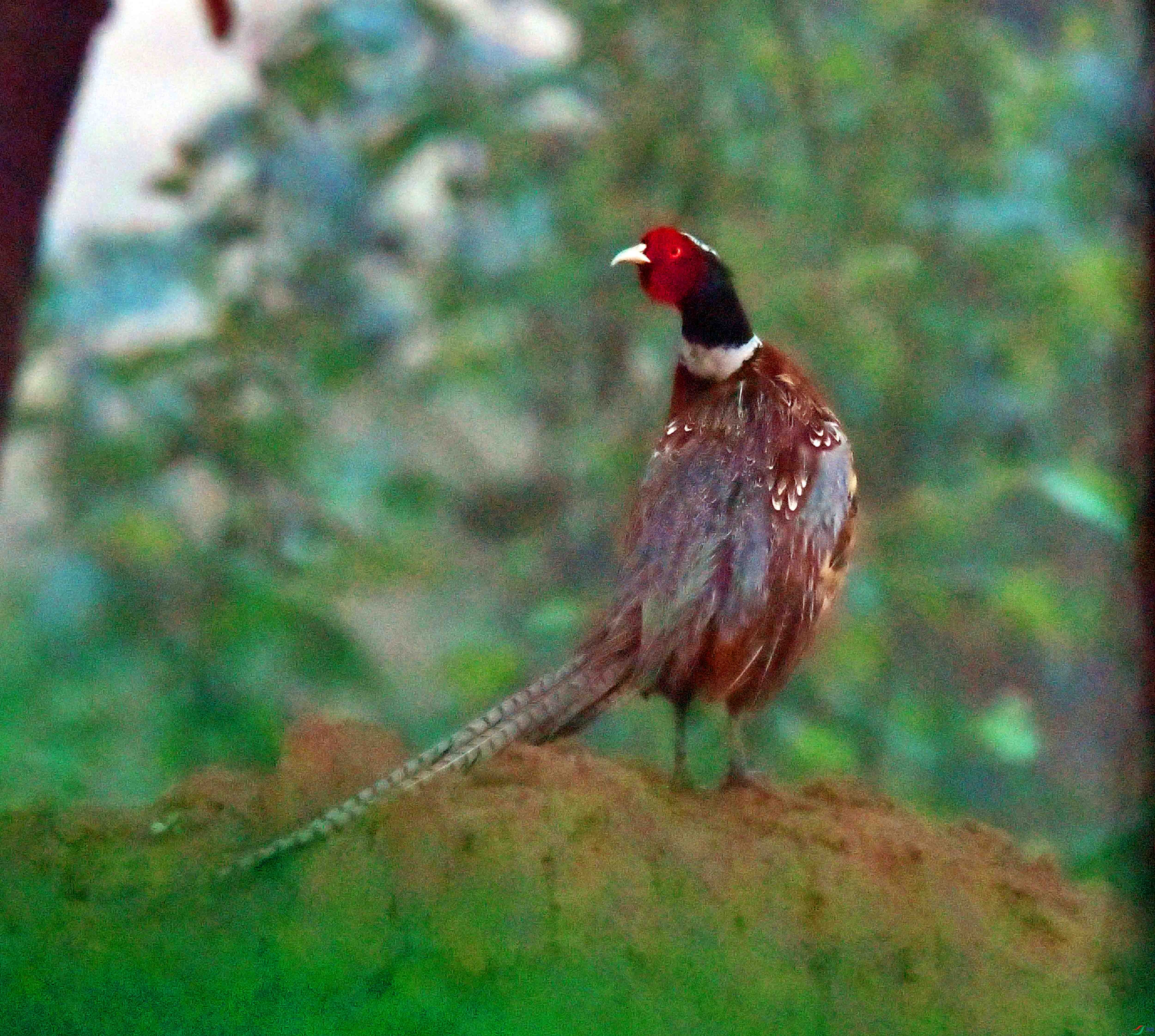 DSC_2492.JPG