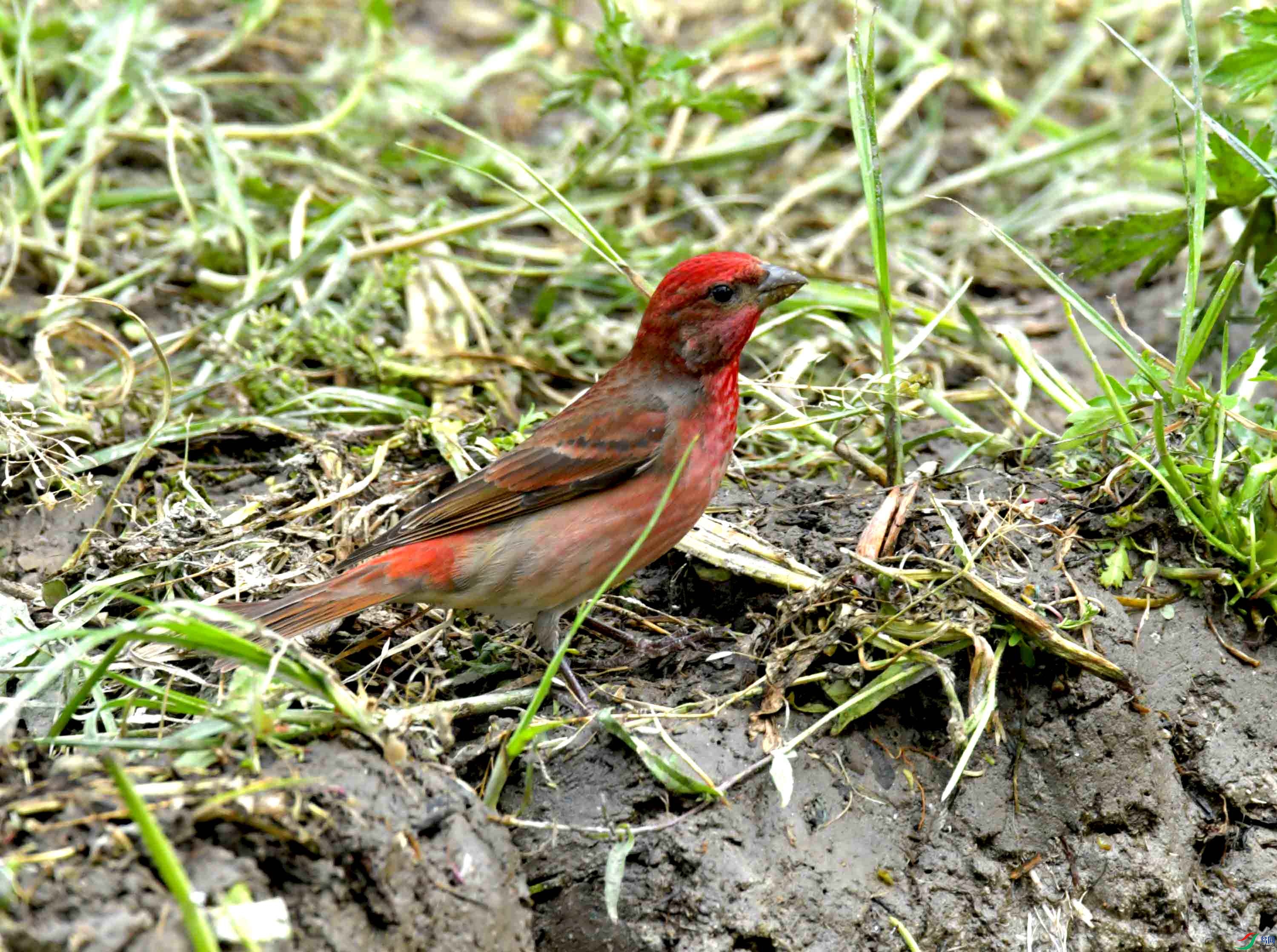 DSC_8636.JPG