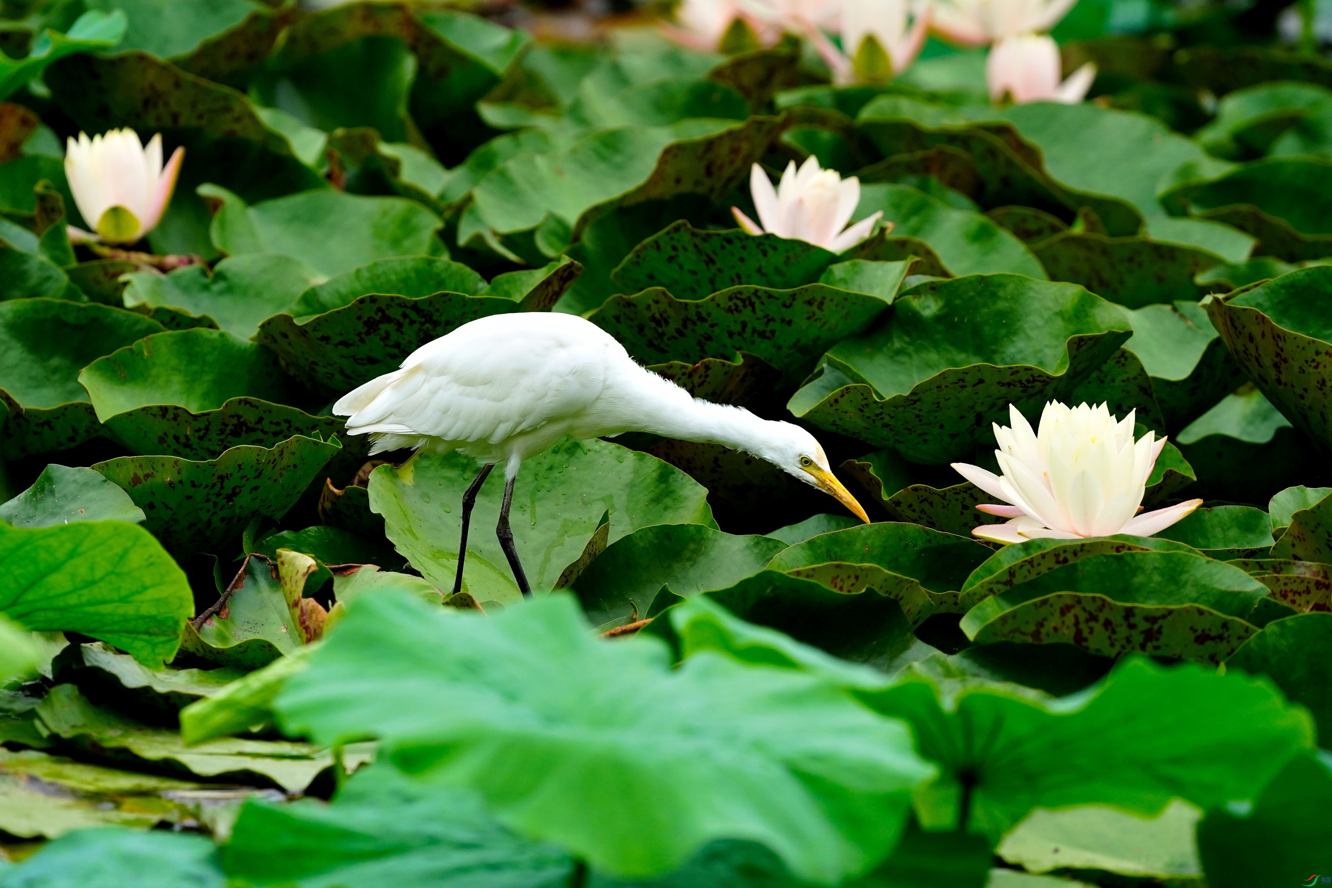 DSC03343_01.JPG