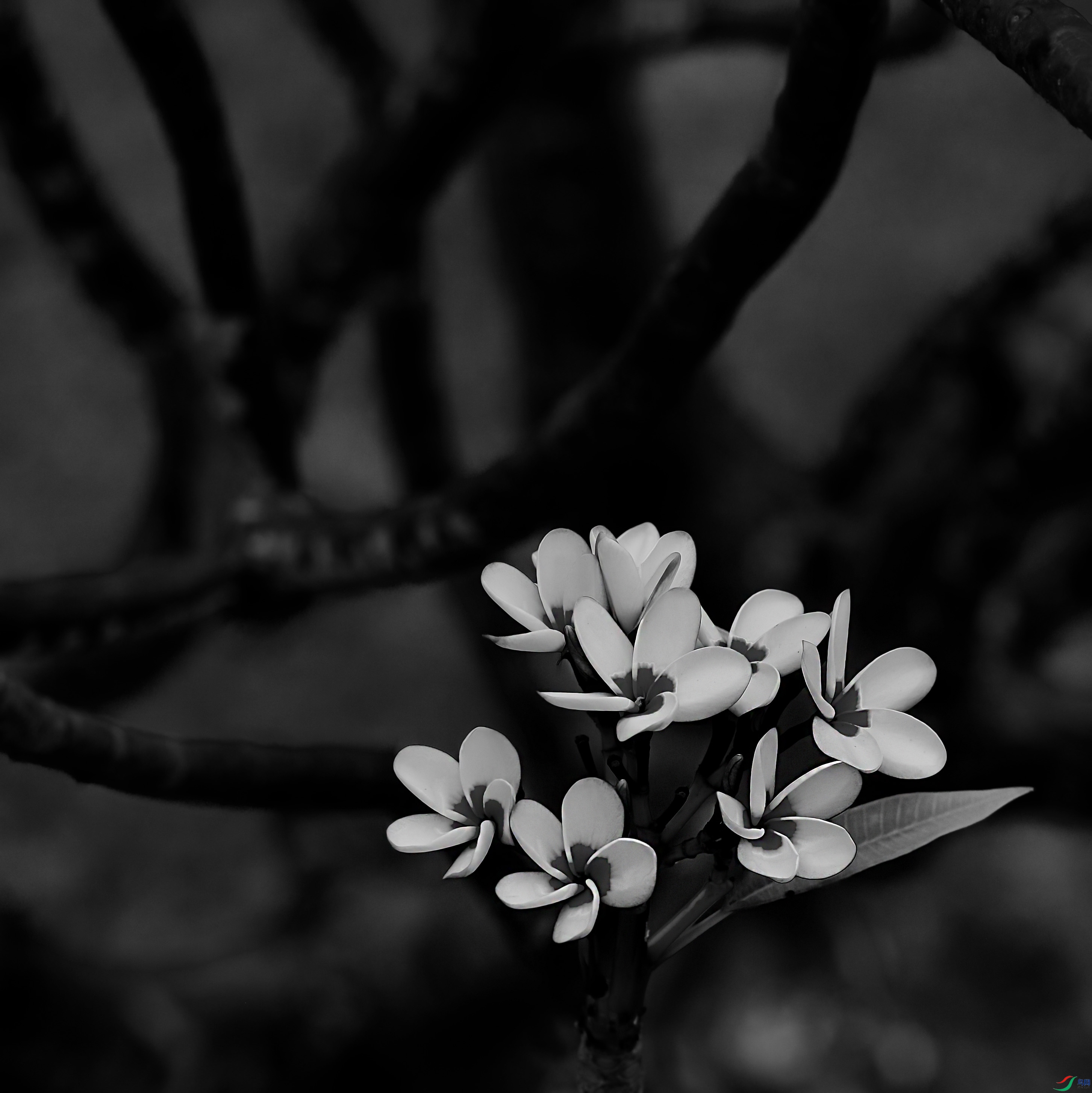 DSC_6419.jpg