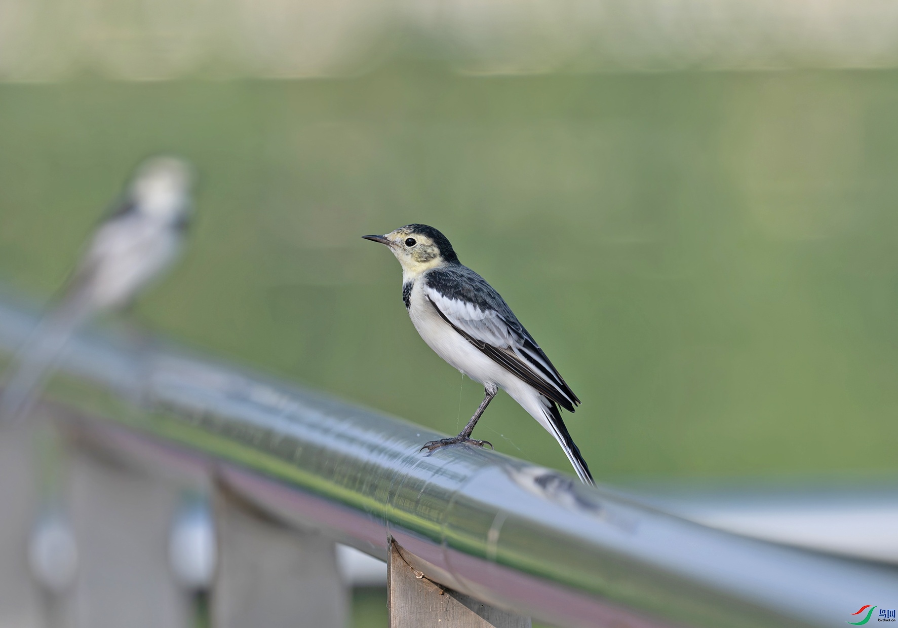 _DSC5288f.jpg