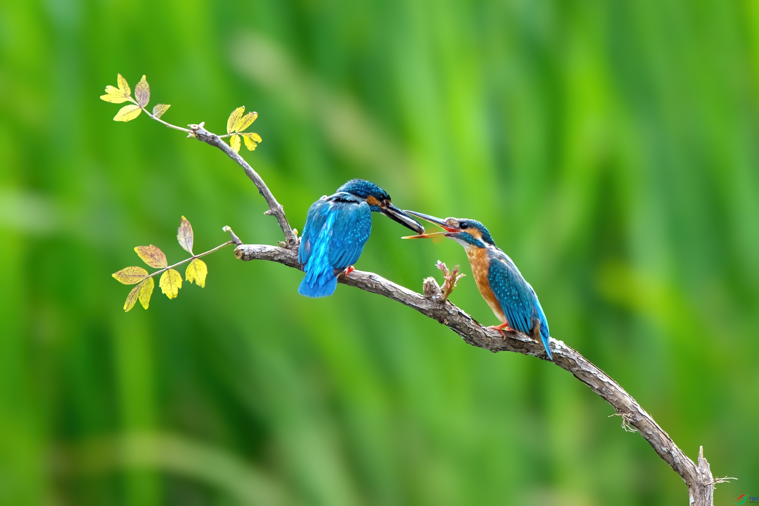 DSC_6921-����ǿ-SR.jpg